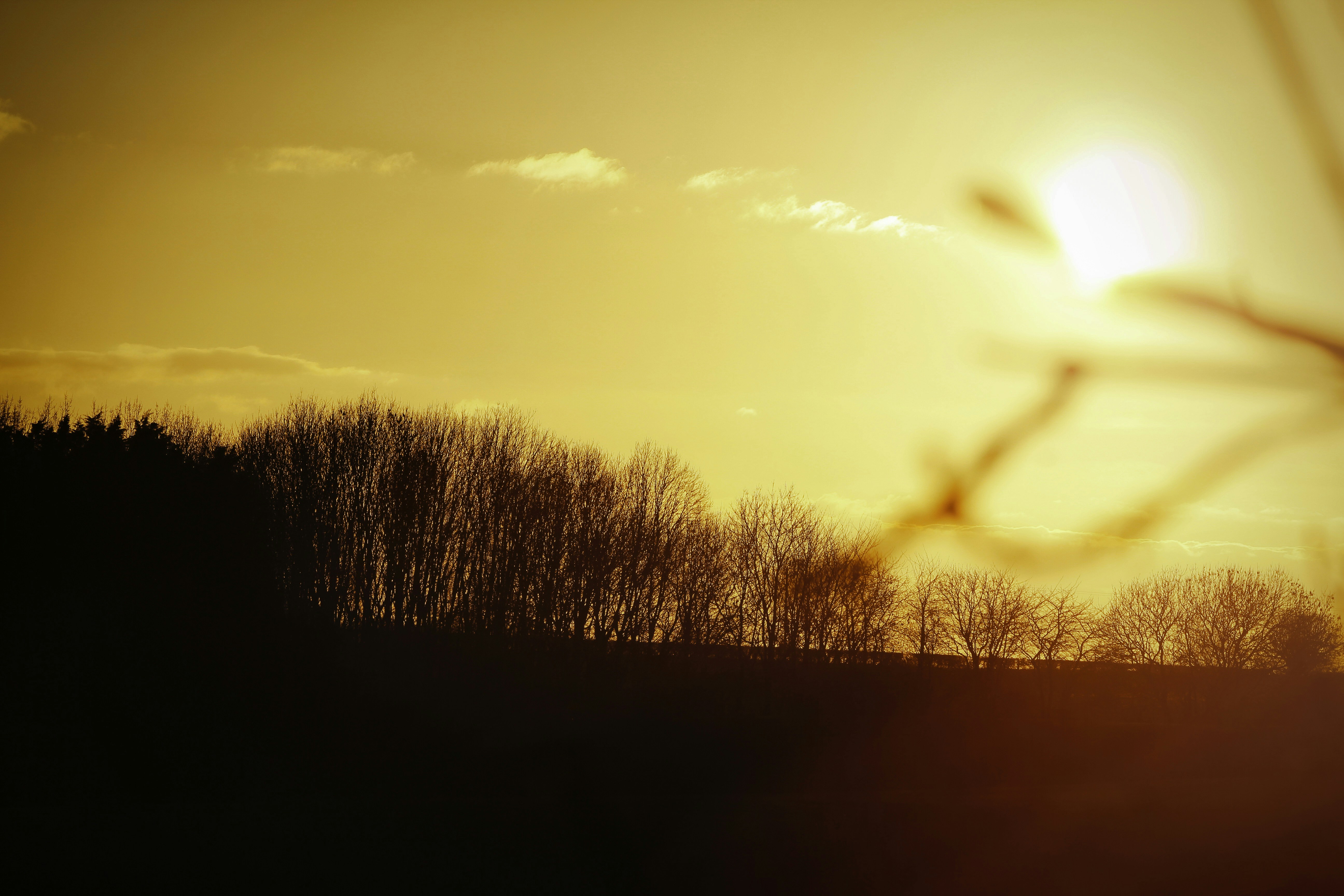 Sunset over a silhouetted forest with a warm glow.
