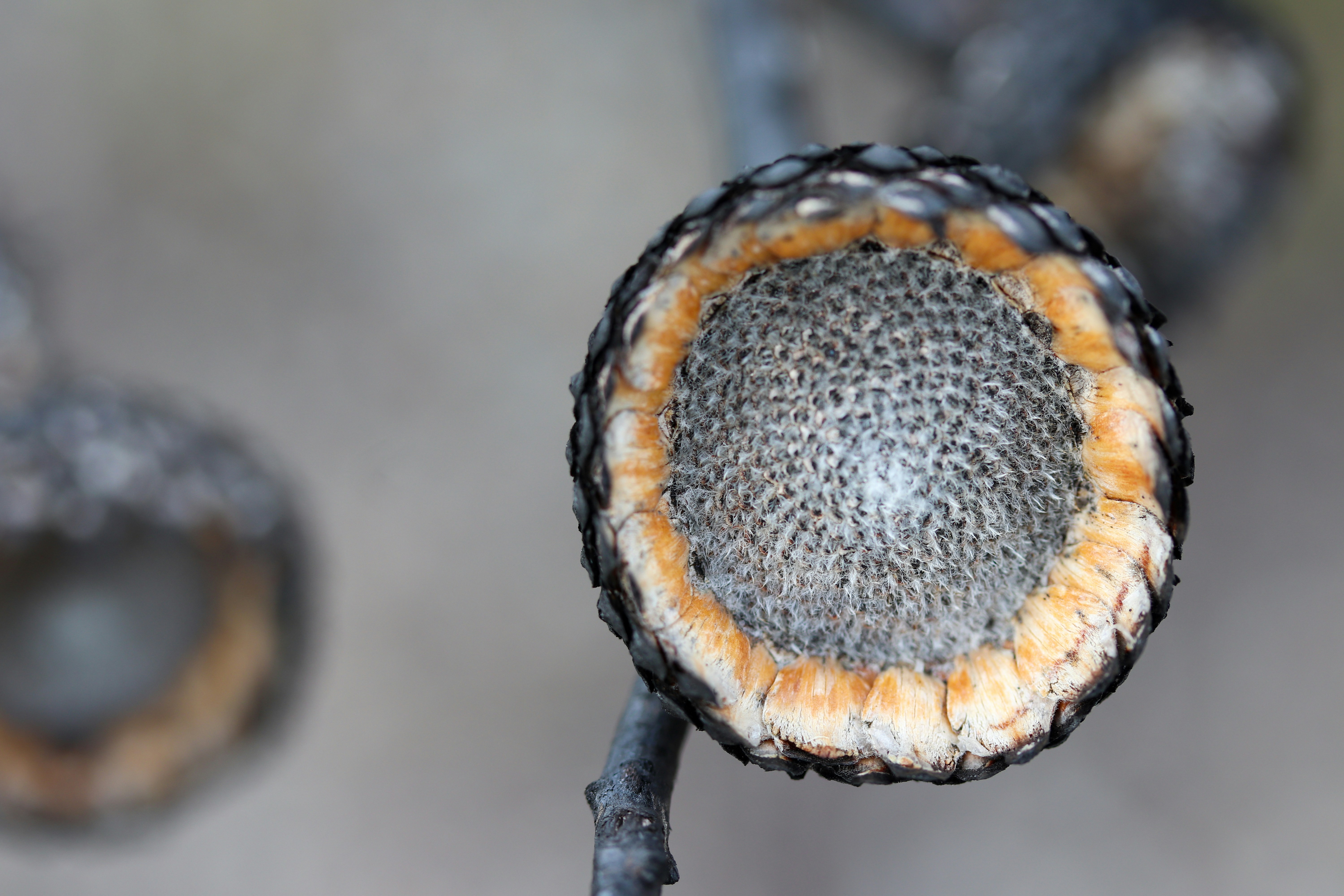 A close-up view of a dried seed pod.