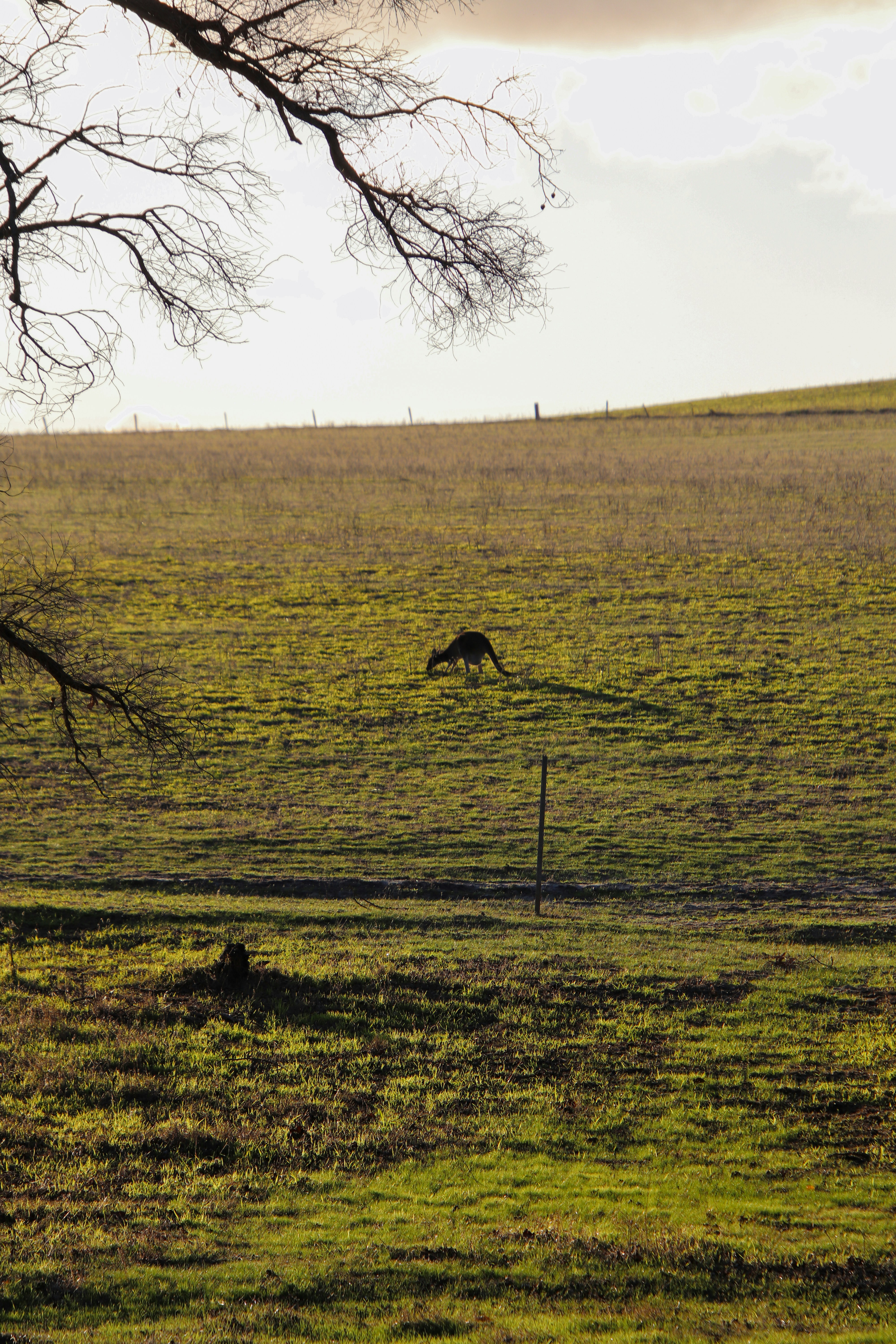 A kangaroo grazes peacefully in the field.