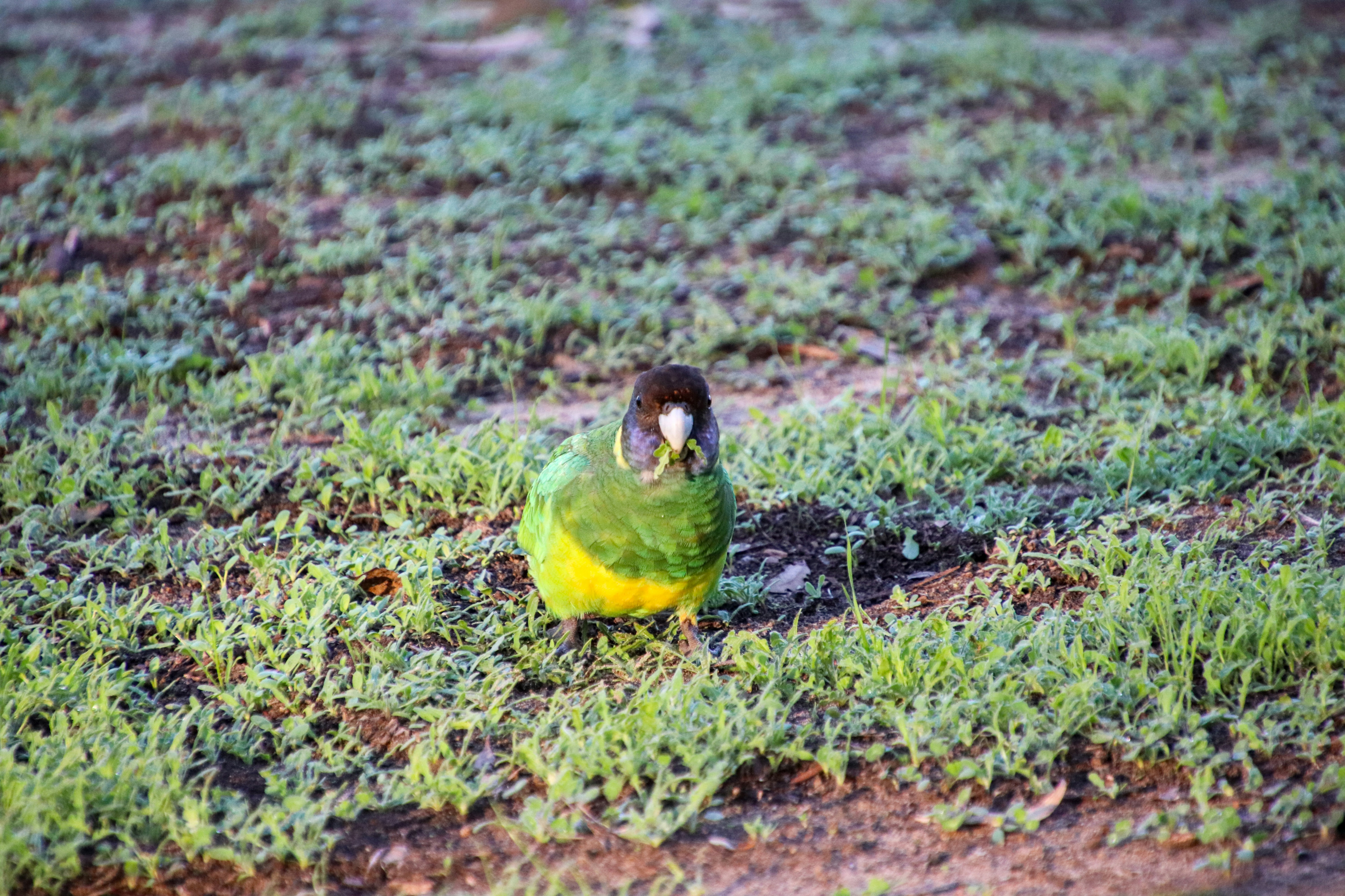 A colorful parrot stands in grass.