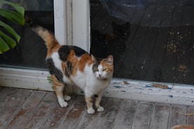 A calico cat stands in front of a window.