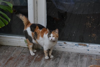 A calico cat stands in front of a window.