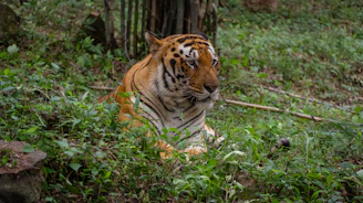A tiger rests in the tall green grass.