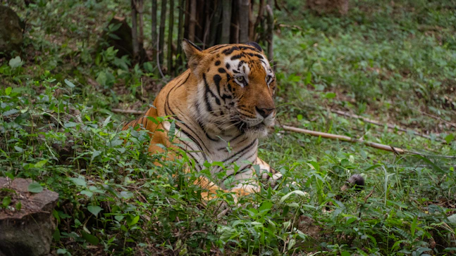 A tiger rests in the tall green grass.