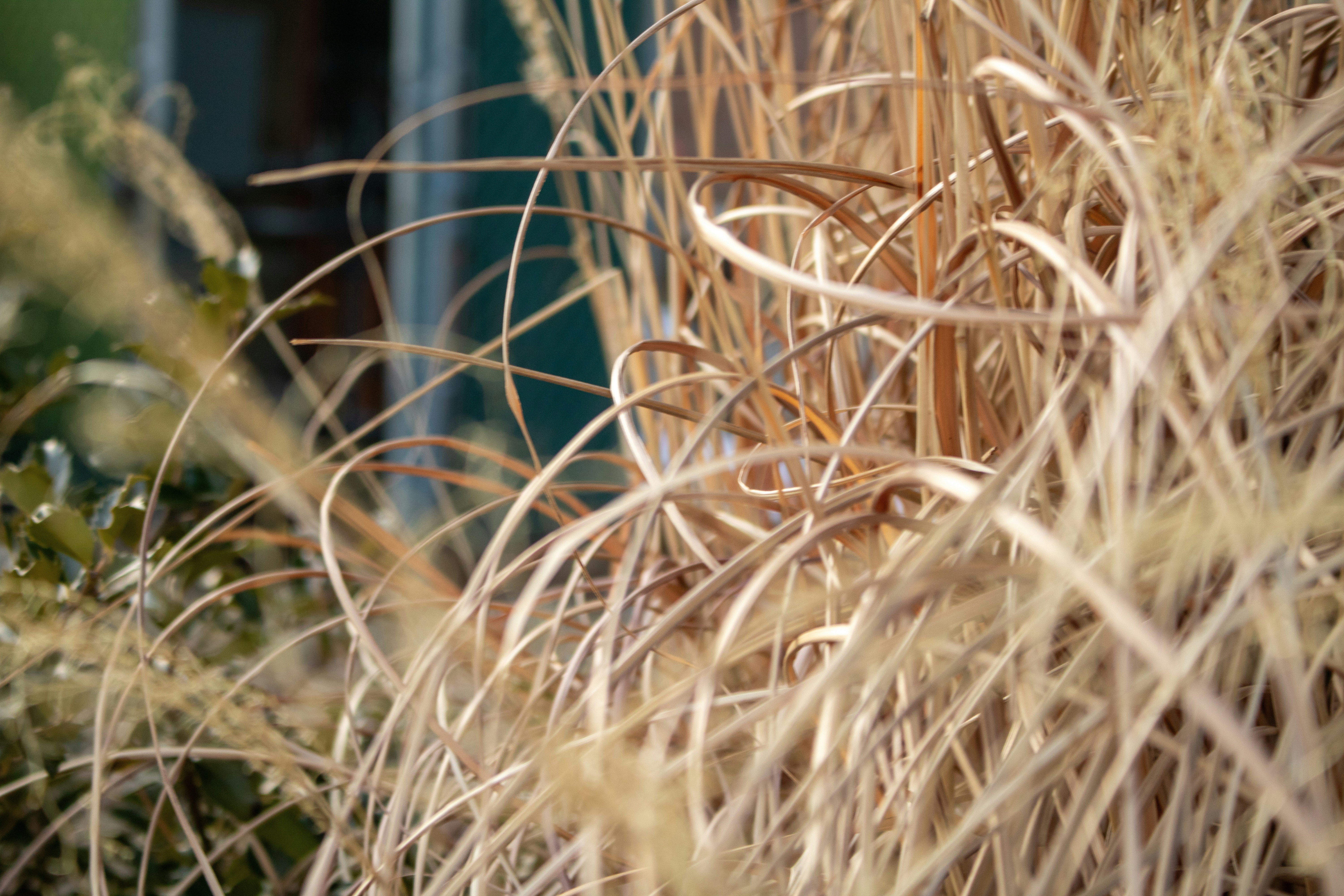 Photo by zoshuacolah