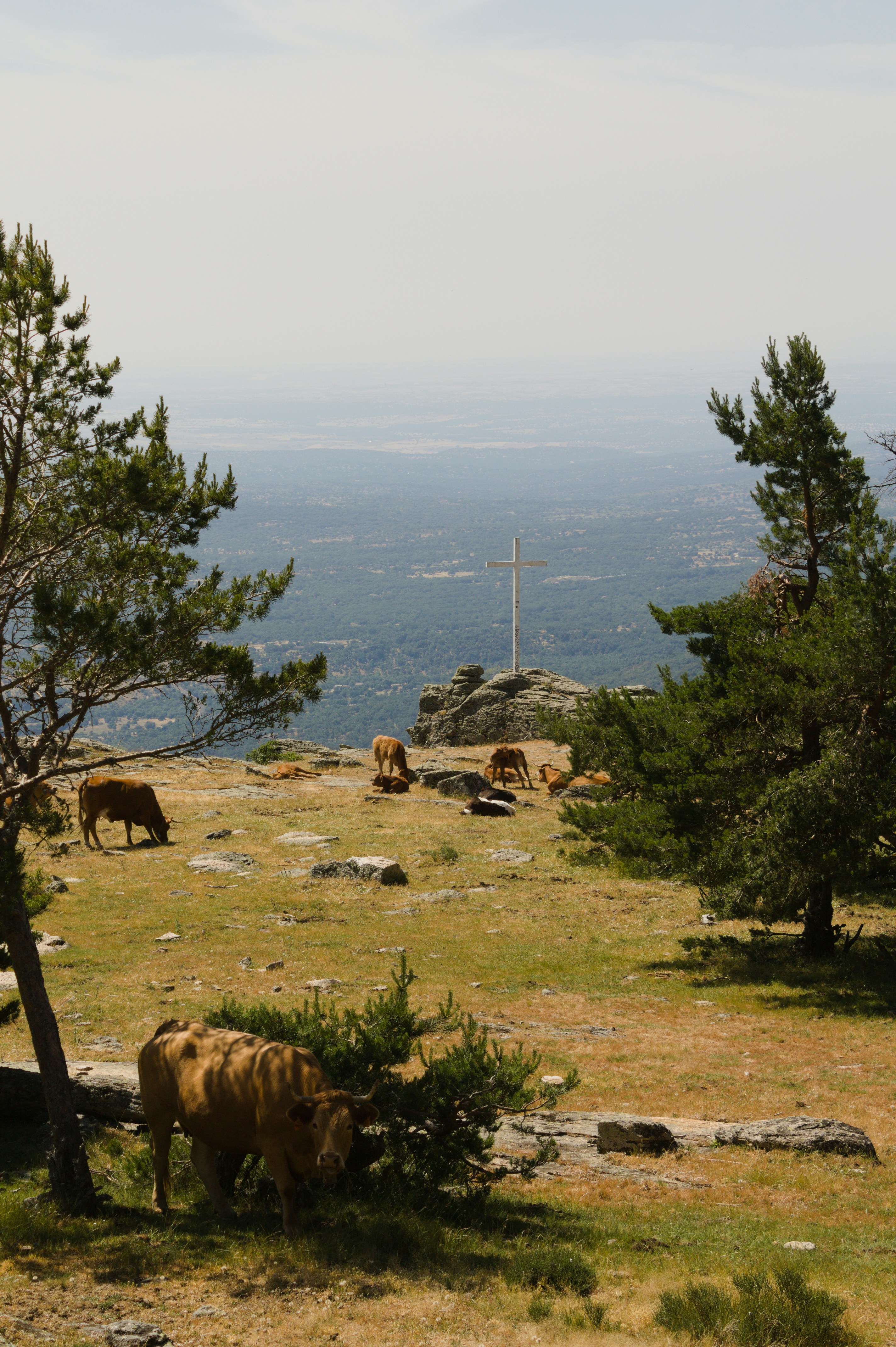 Las vacas pastan en una montaña con vistas al valle.