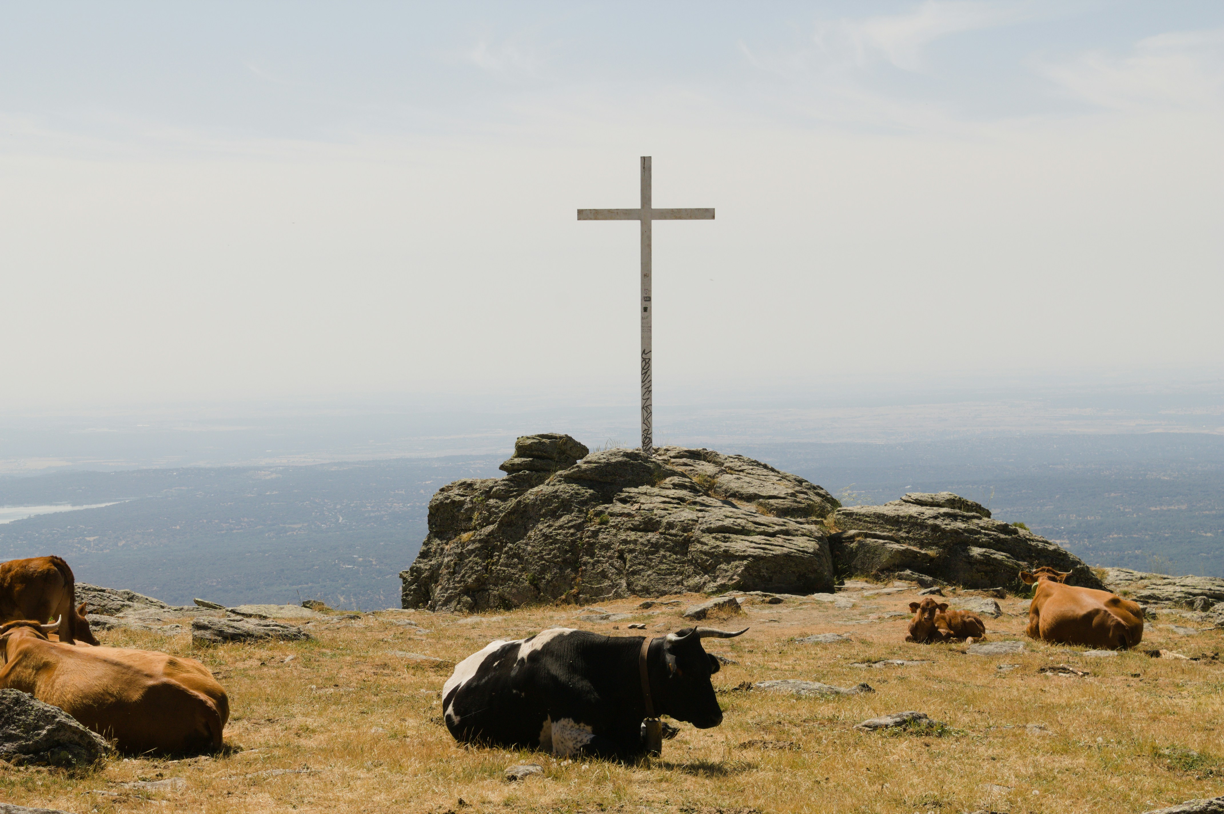 Cows graze near a cross on a hilltop.