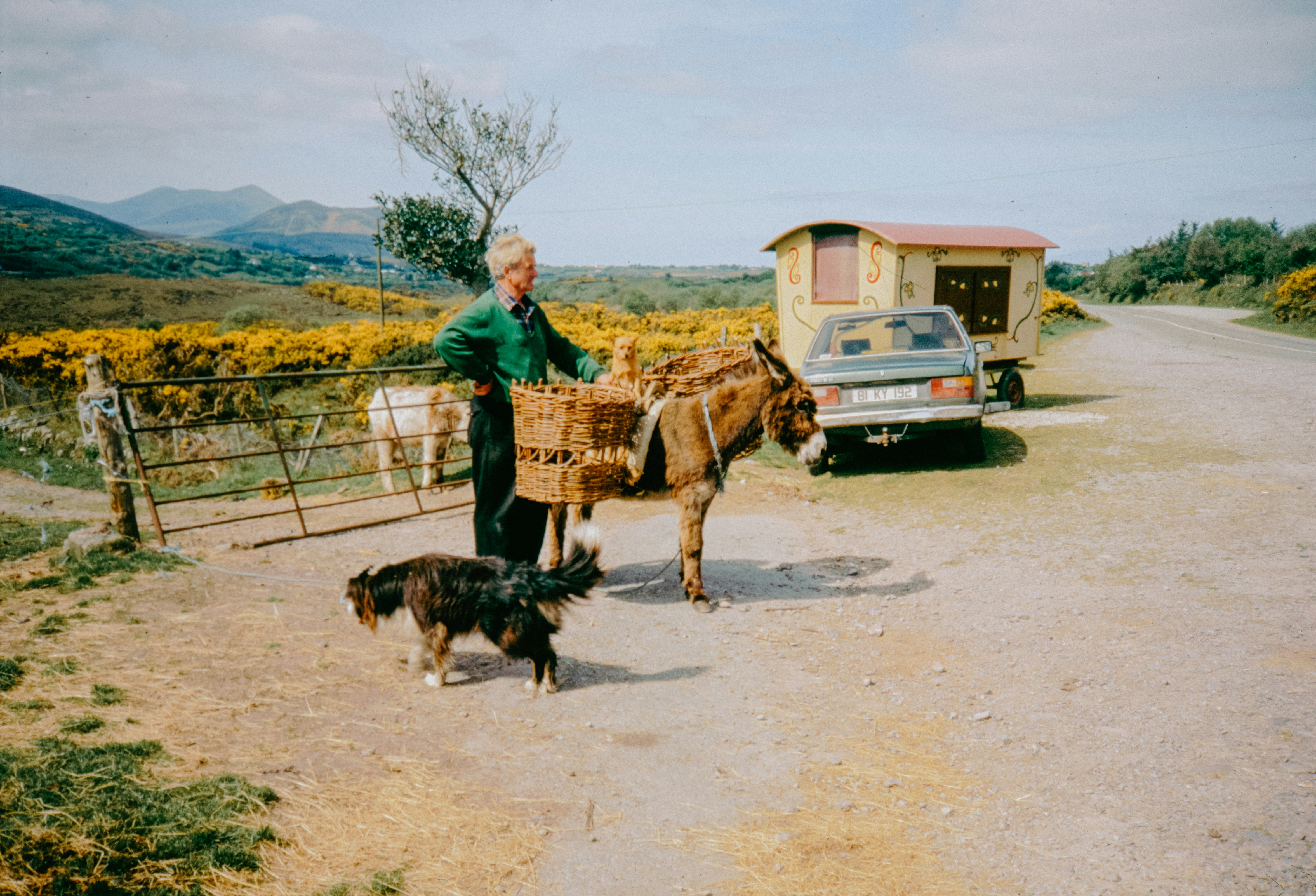 A man and his animals beside a road.