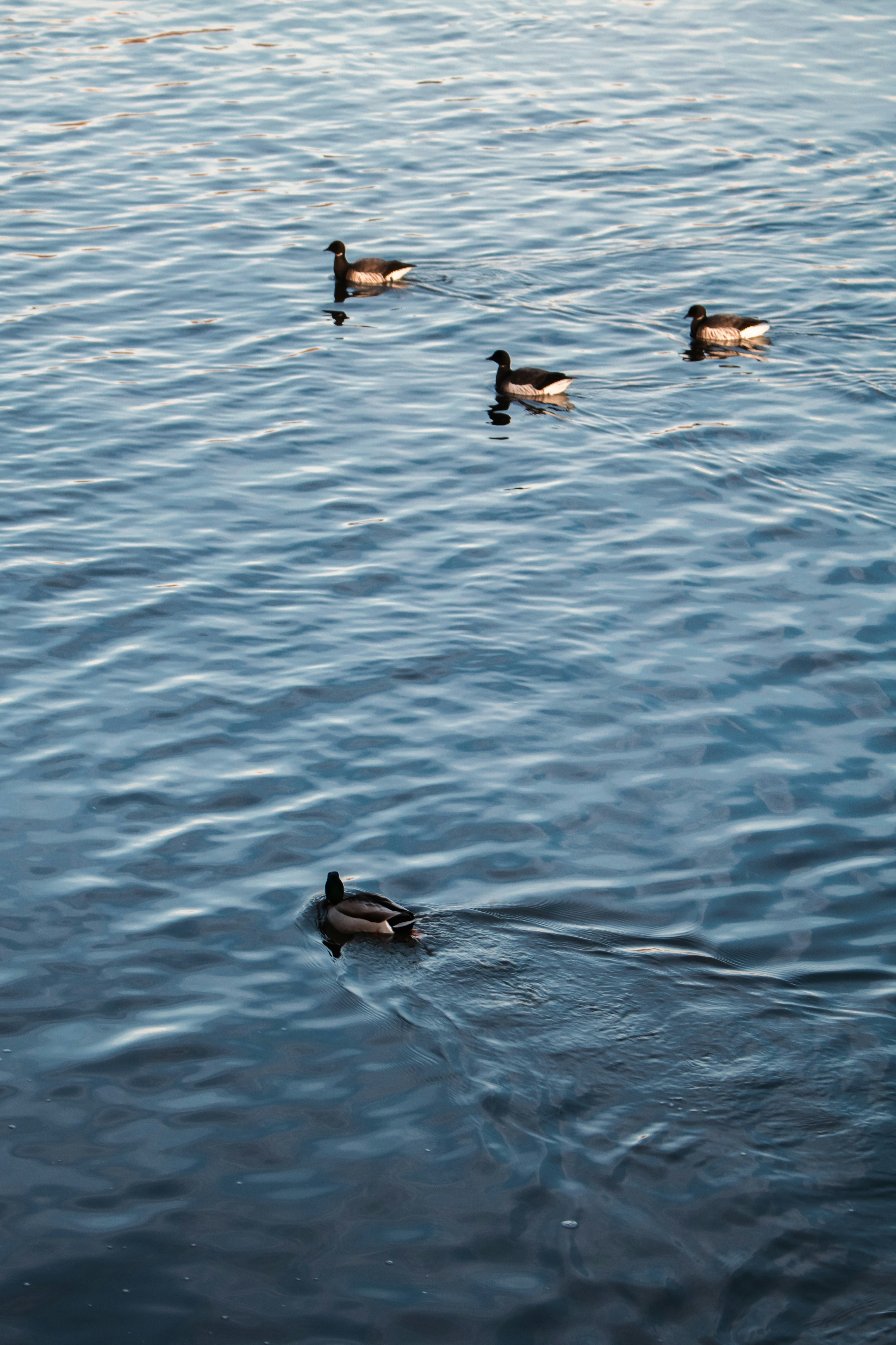 Photo by zoshuacolah