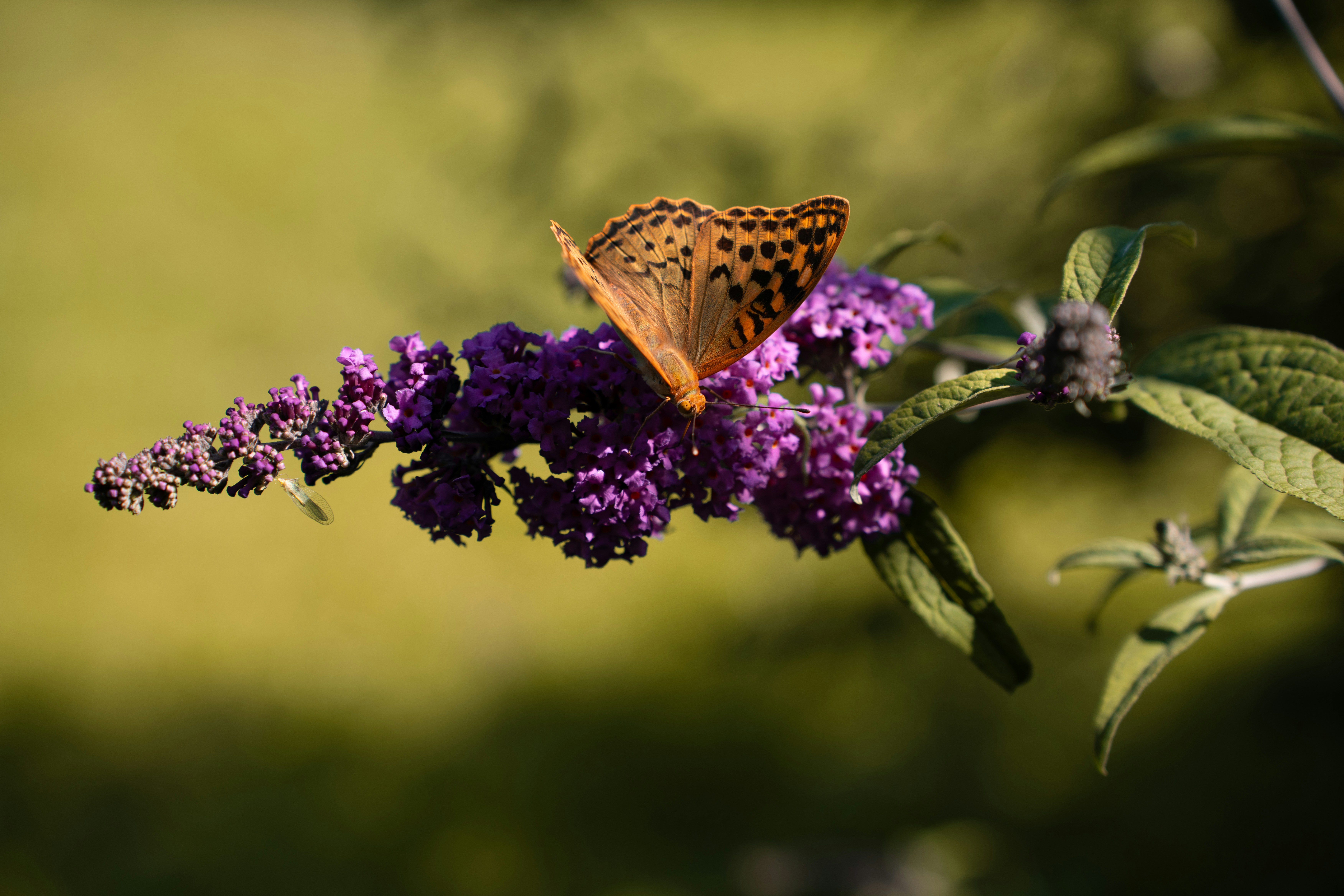 Photo by stotzer