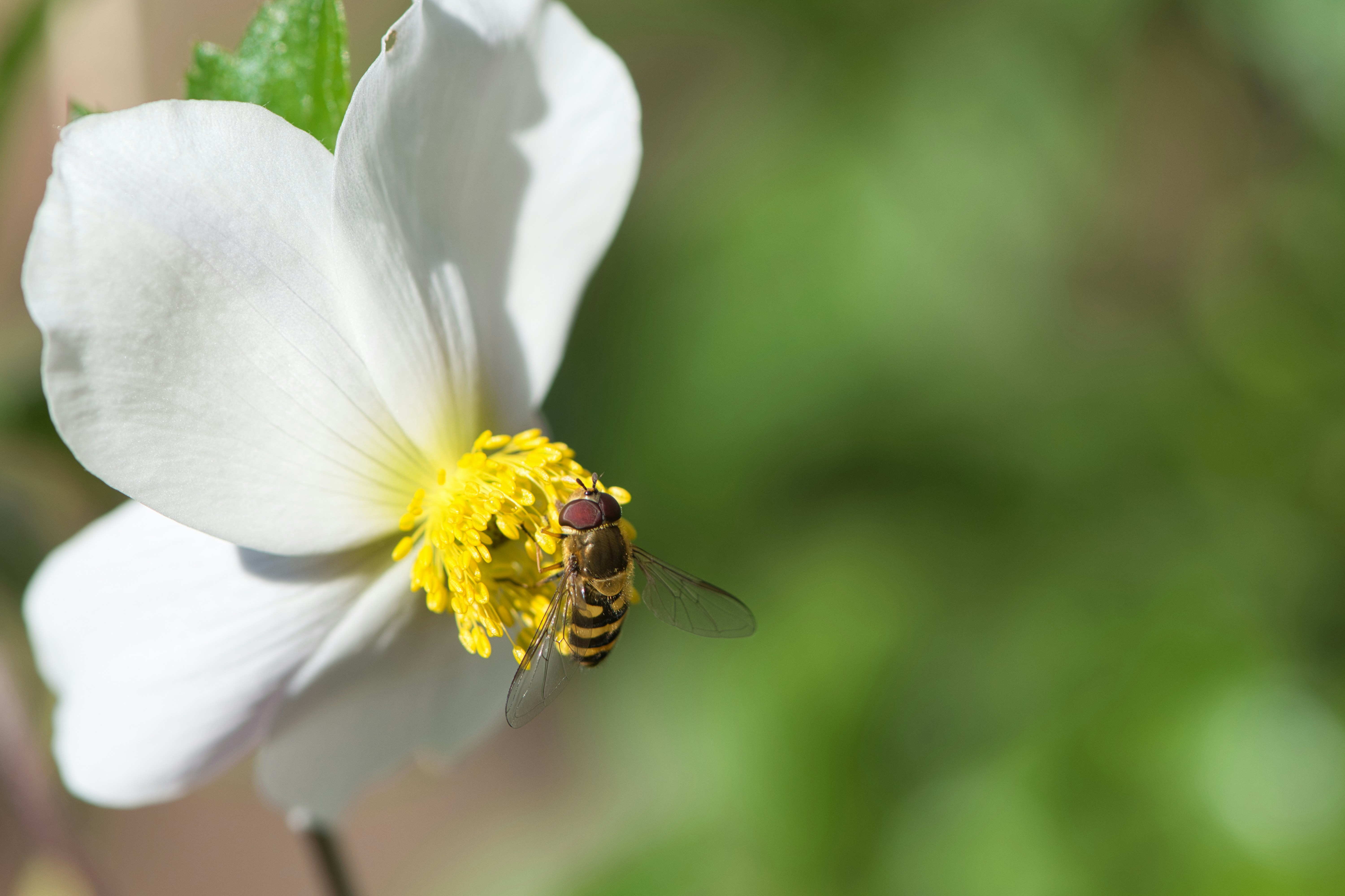 A bee pollinates a beautiful white flower.