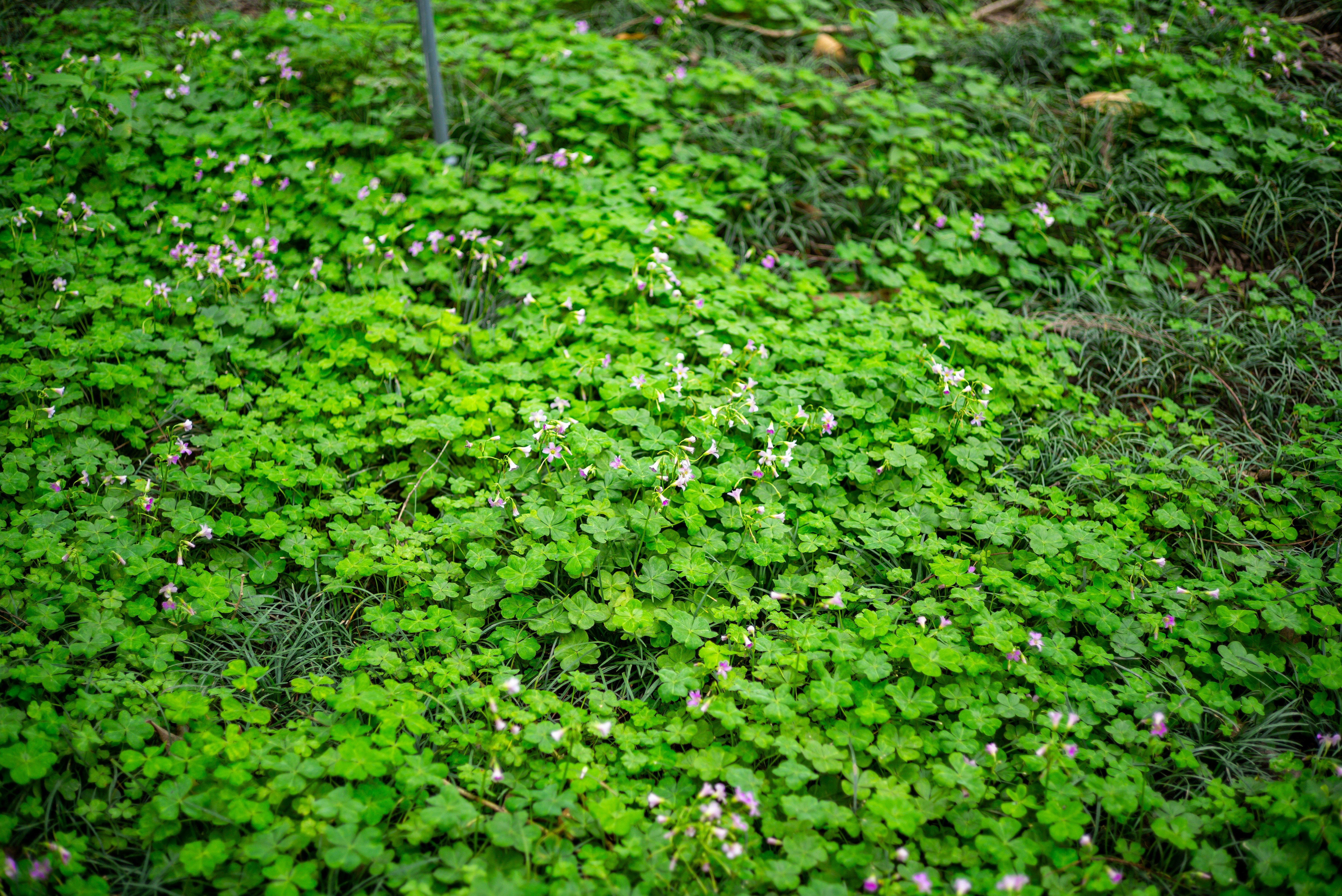 Photo by donguyenkhanhs