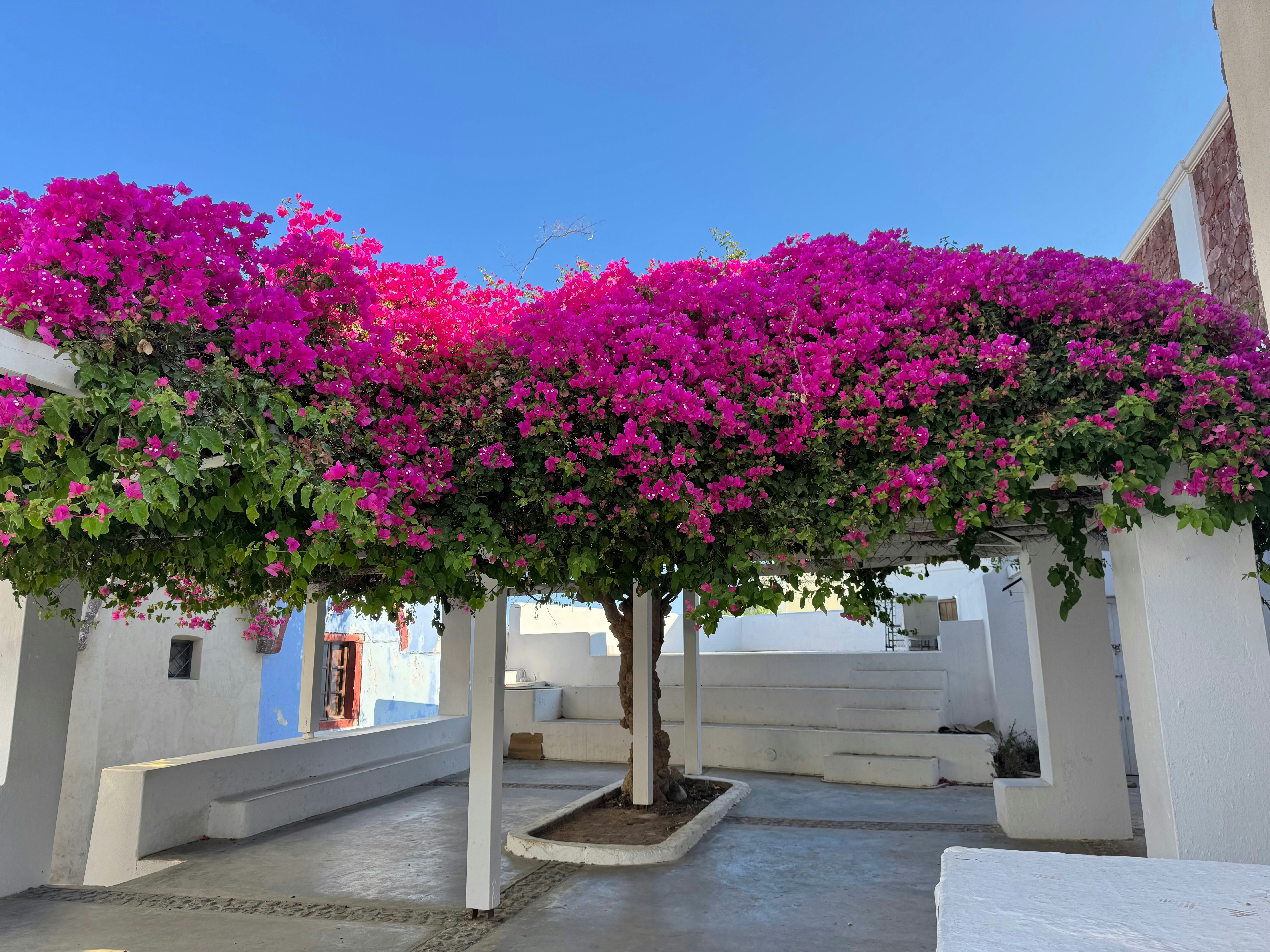 Bright pink bougainvillea flowers fill the trellis. photo – Free Flower  Image on Unsplash, image size:3000x2250