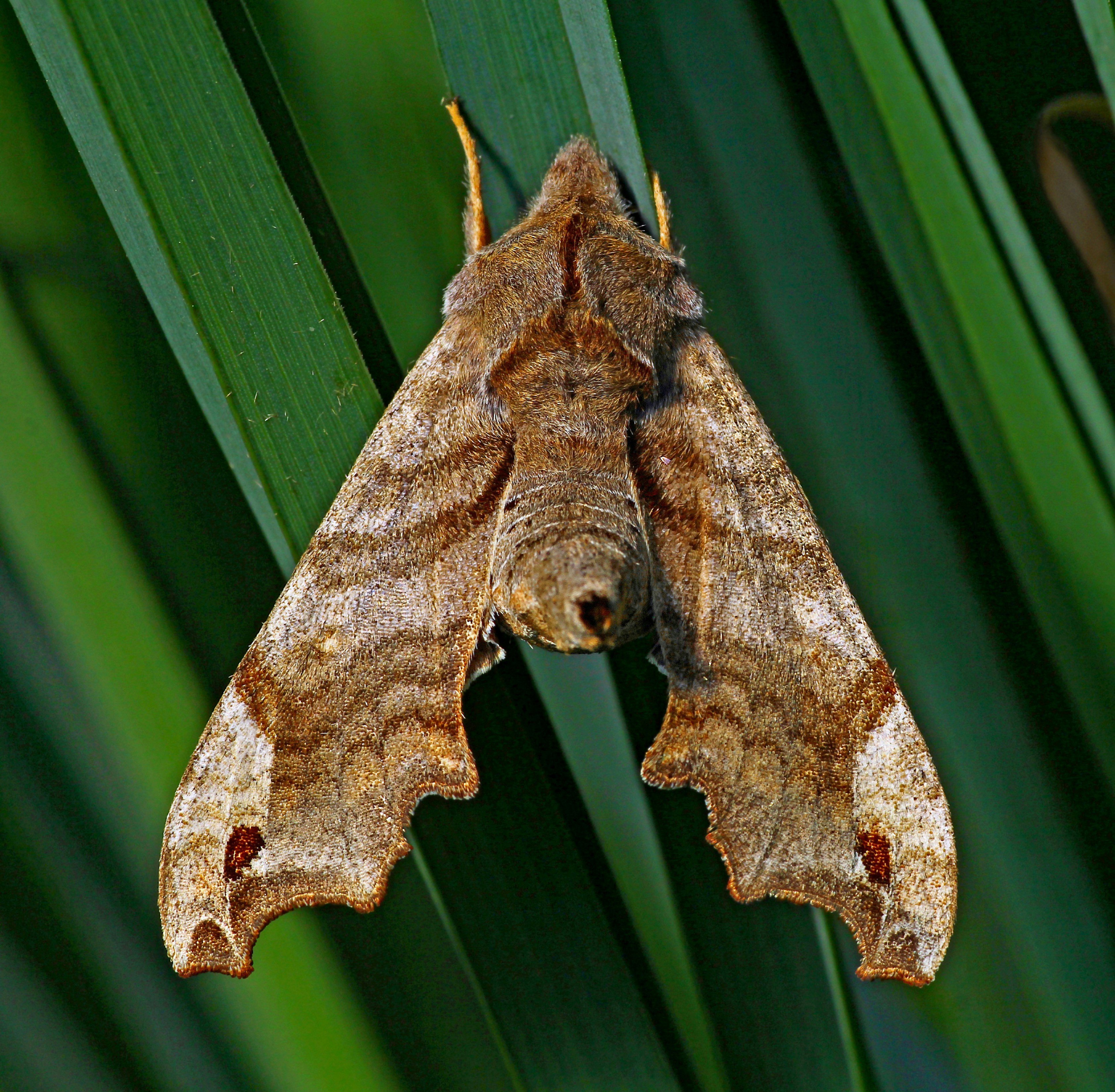 Photo by telliottmbamsc