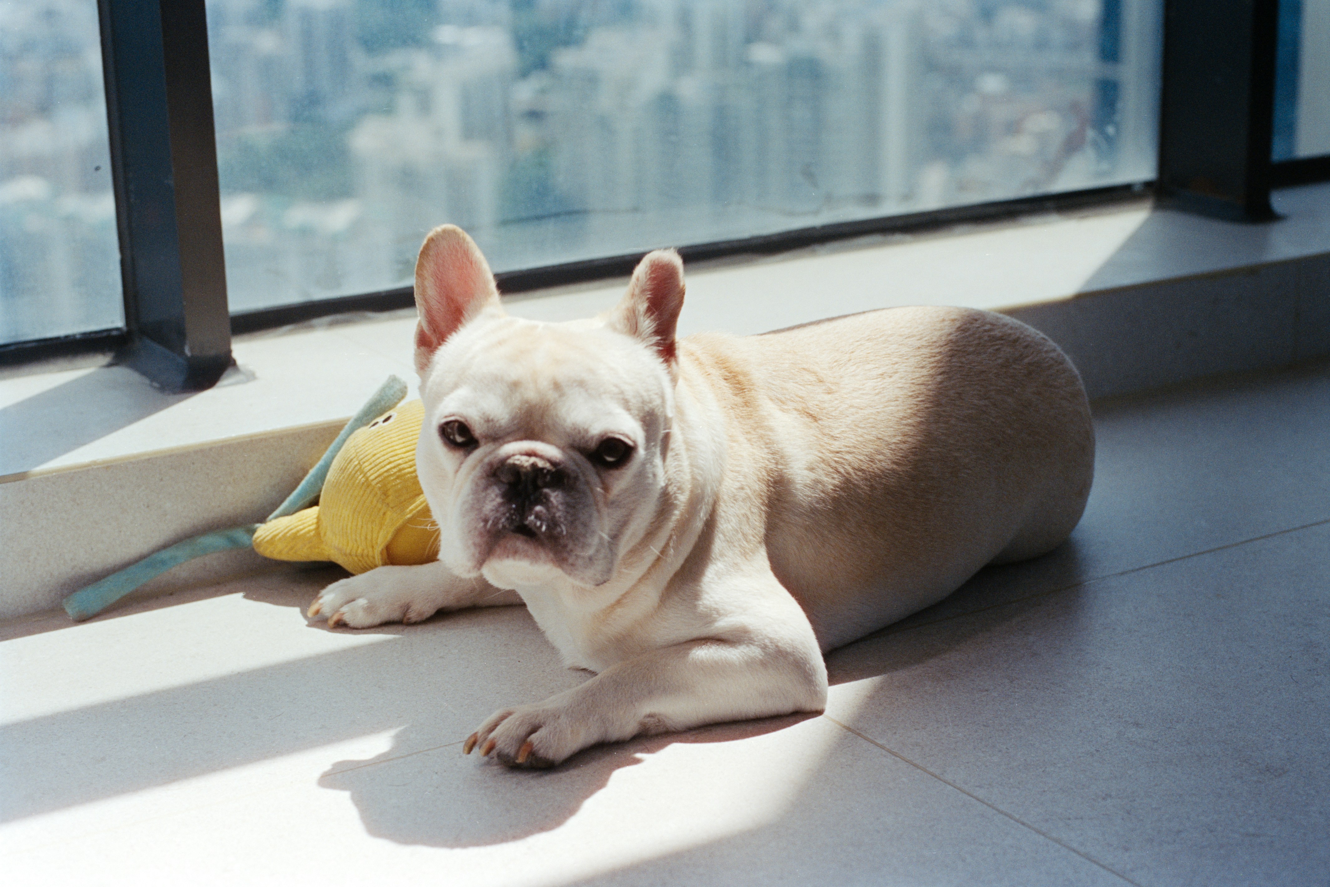 French Bulldog resting near a bright window indoors
