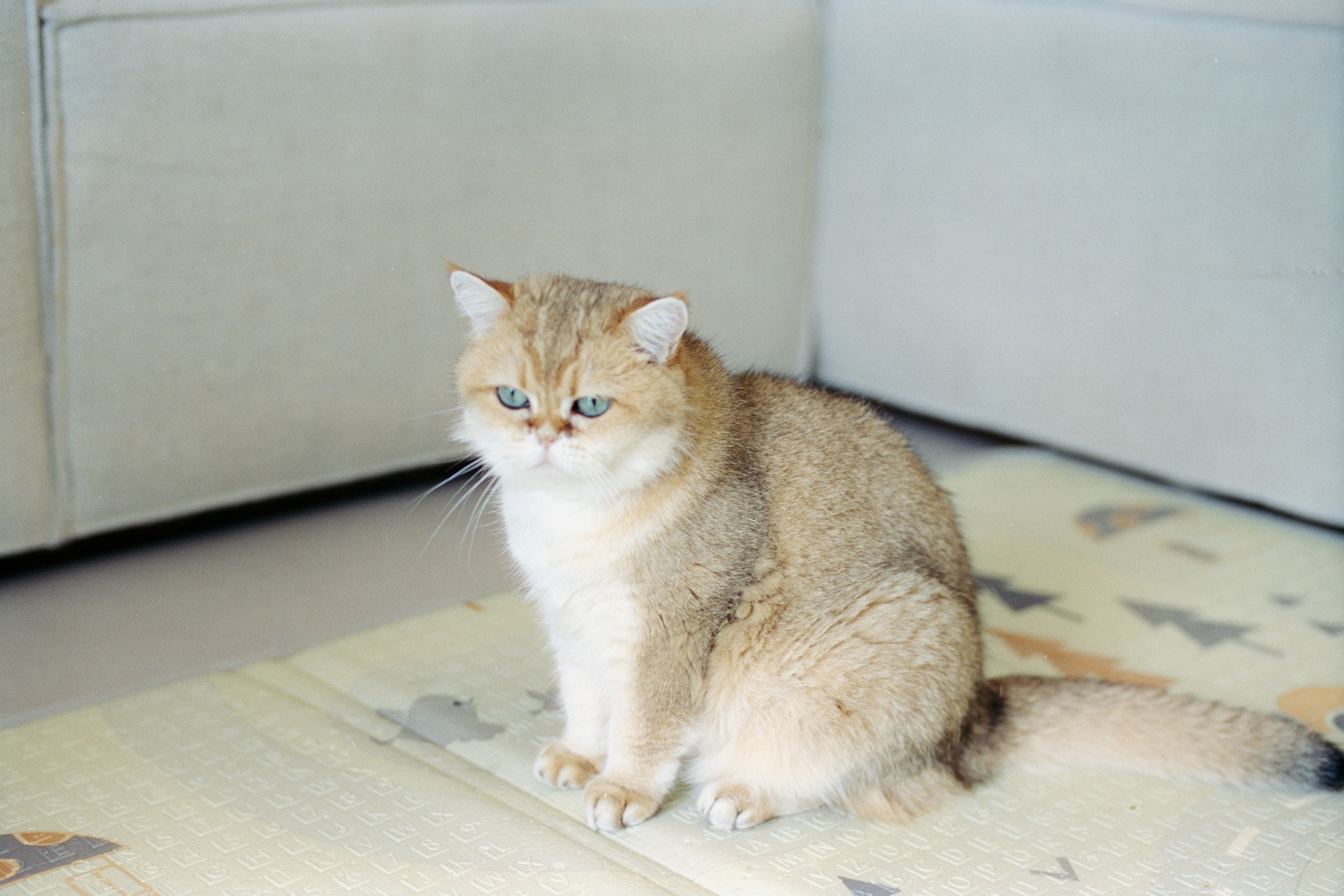 A golden cat is sitting next to a white sofa