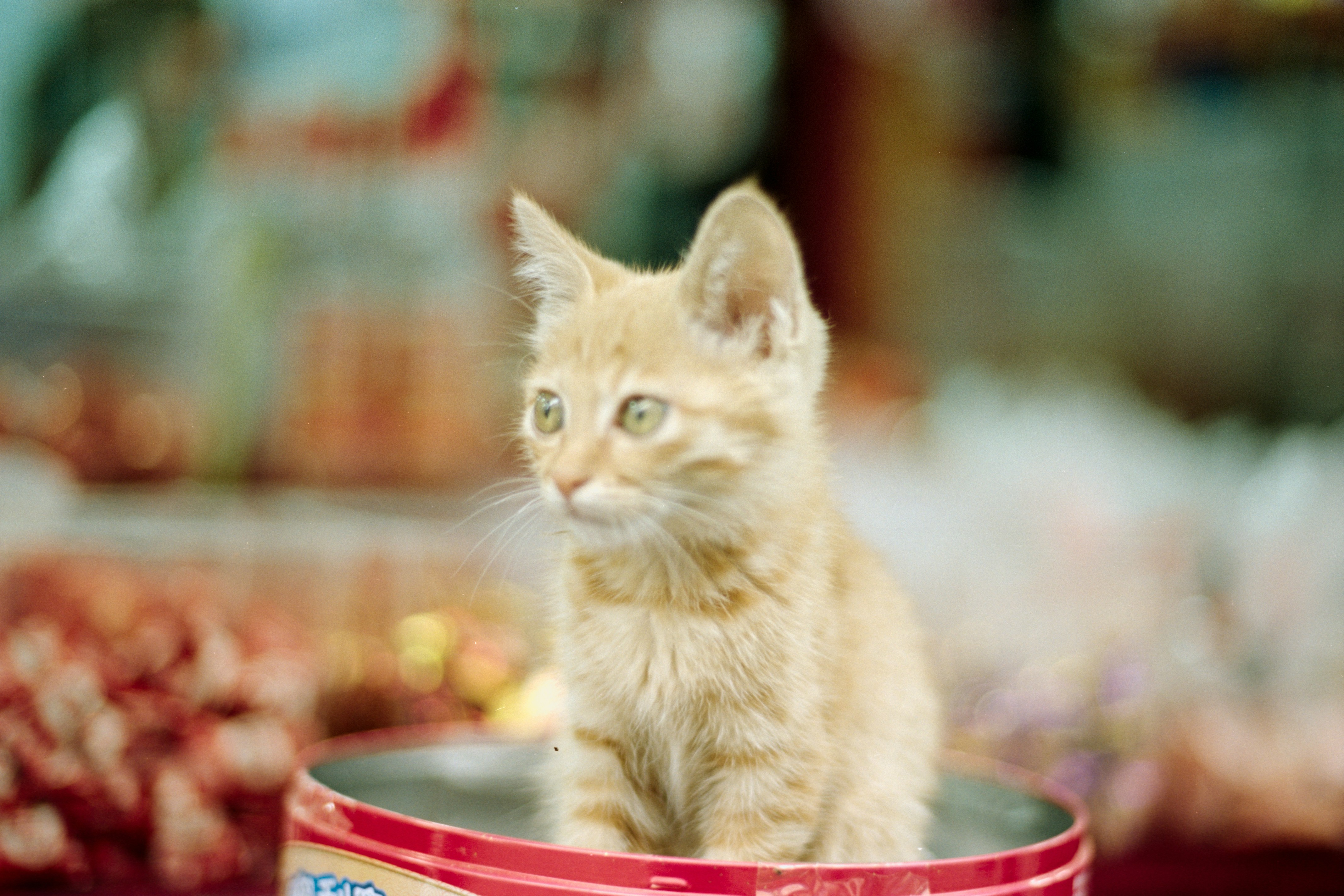 A cute kitten sits inside a red container.