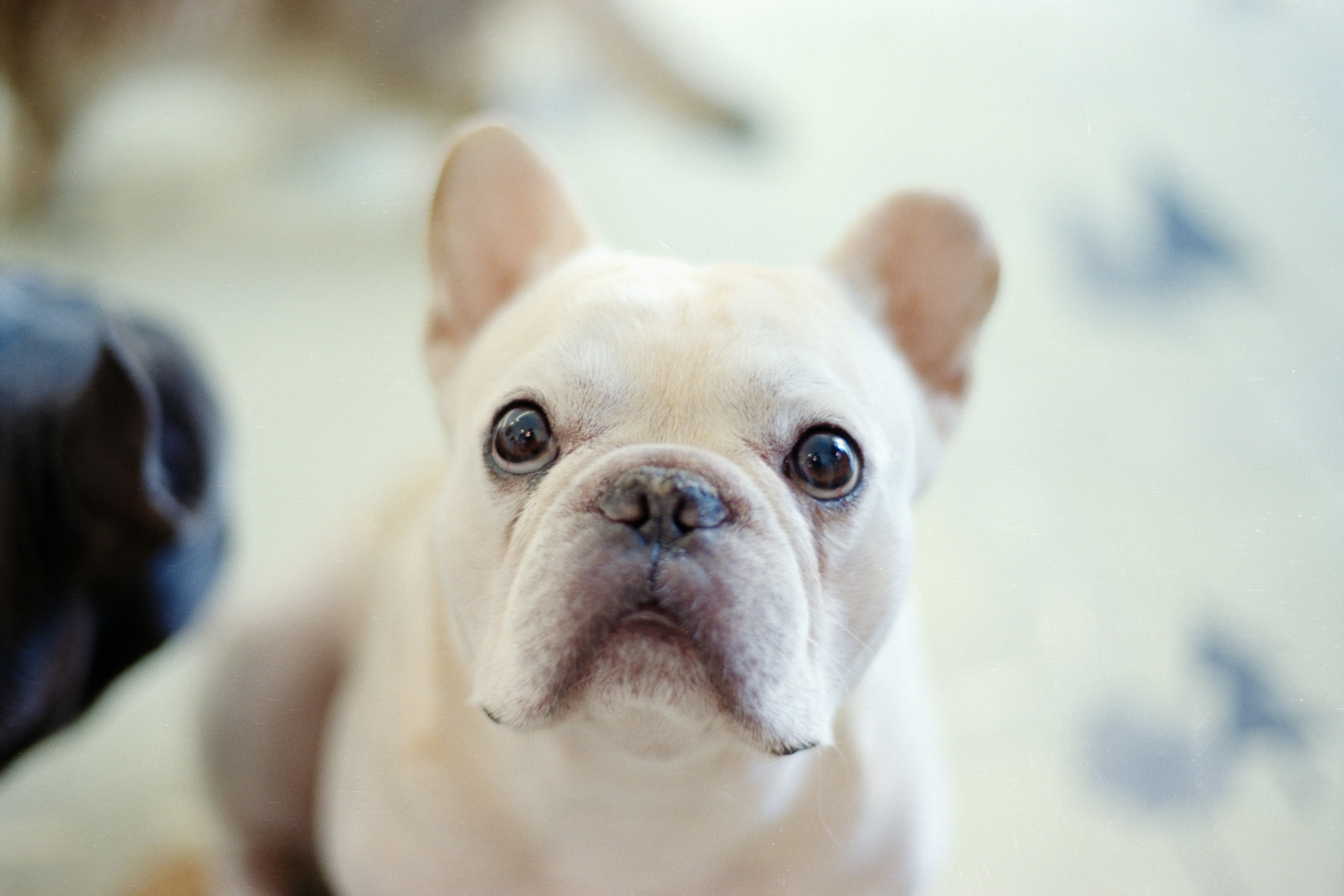 귀여운 프렌치 불독 아이폰, 아기 프렌치 불독 HD 전화 배경 화면 | Pxfuel, image size:3000x2000