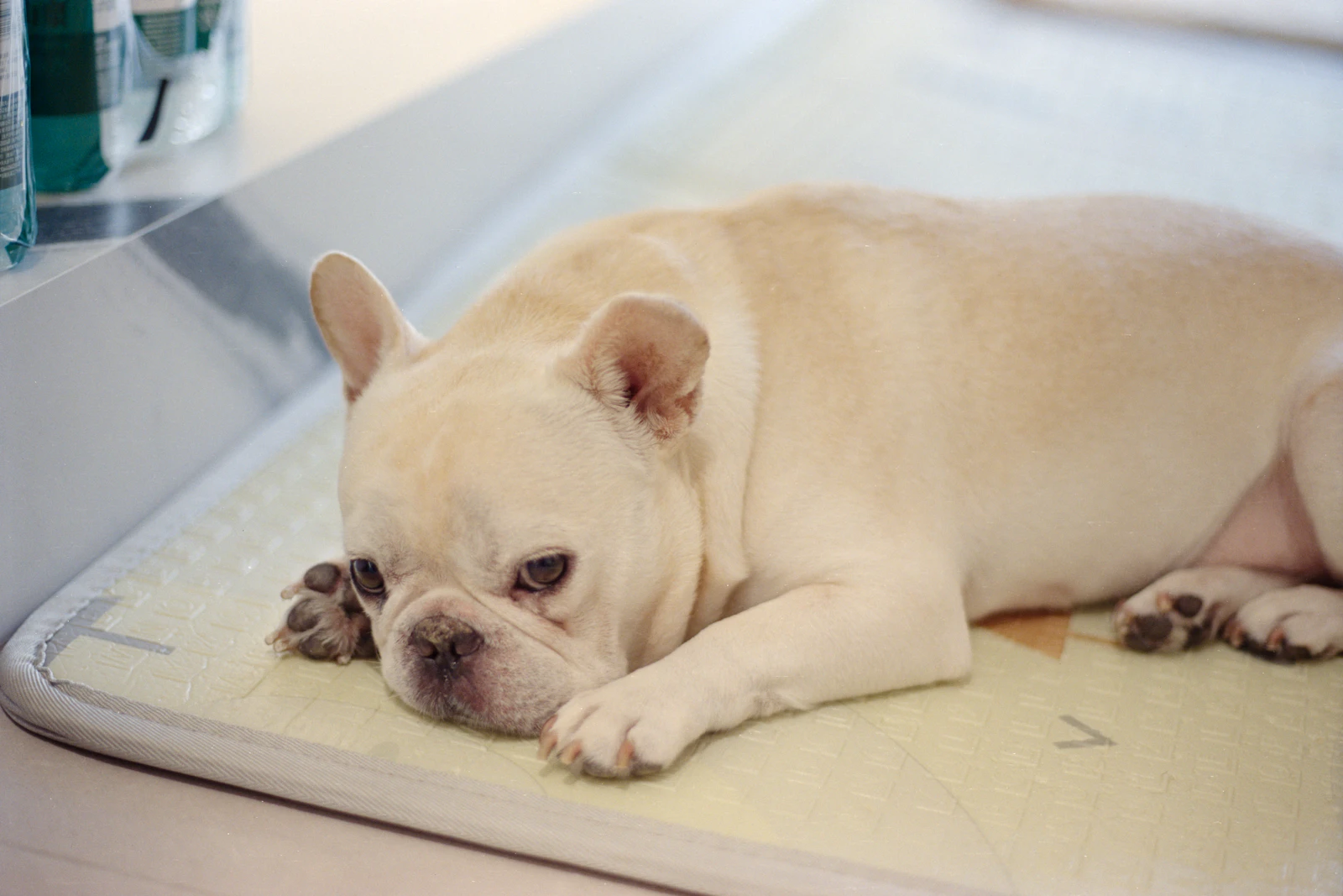 Best Cooling Mats for Dogs in Summer: A Buyer's Guide