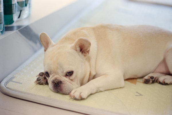 Pet Pads