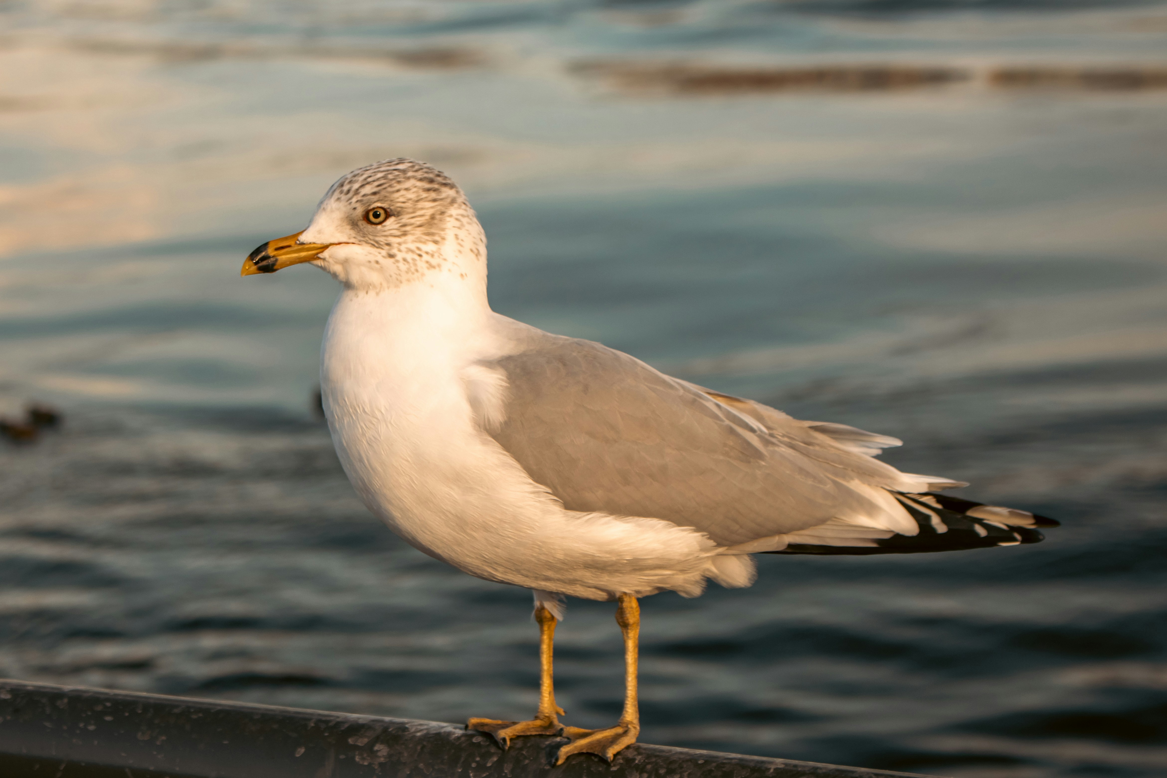 Photo by zoshuacolah