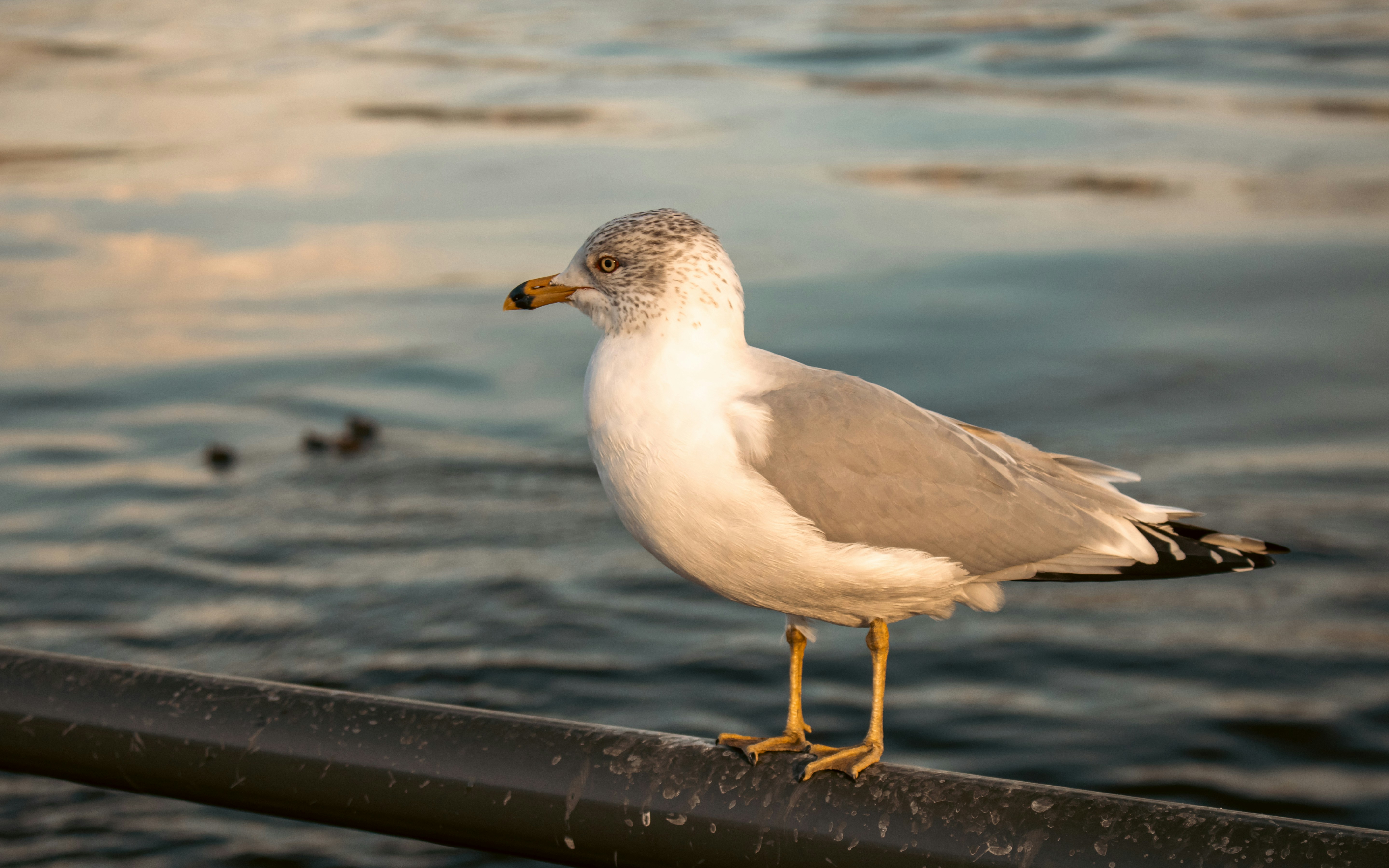 Photo by zoshuacolah