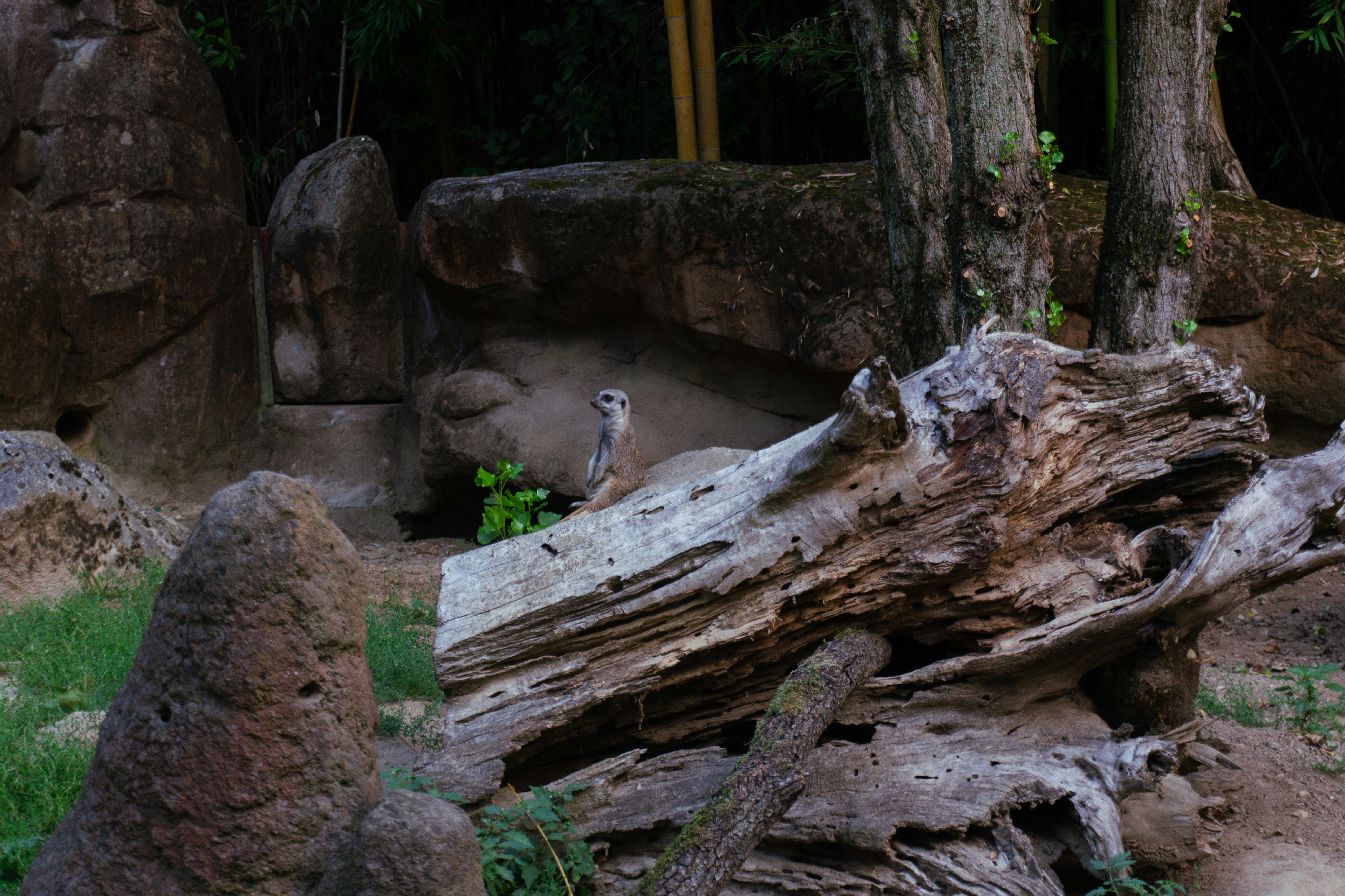 A meerkat stands upright, surveying its surroundings.