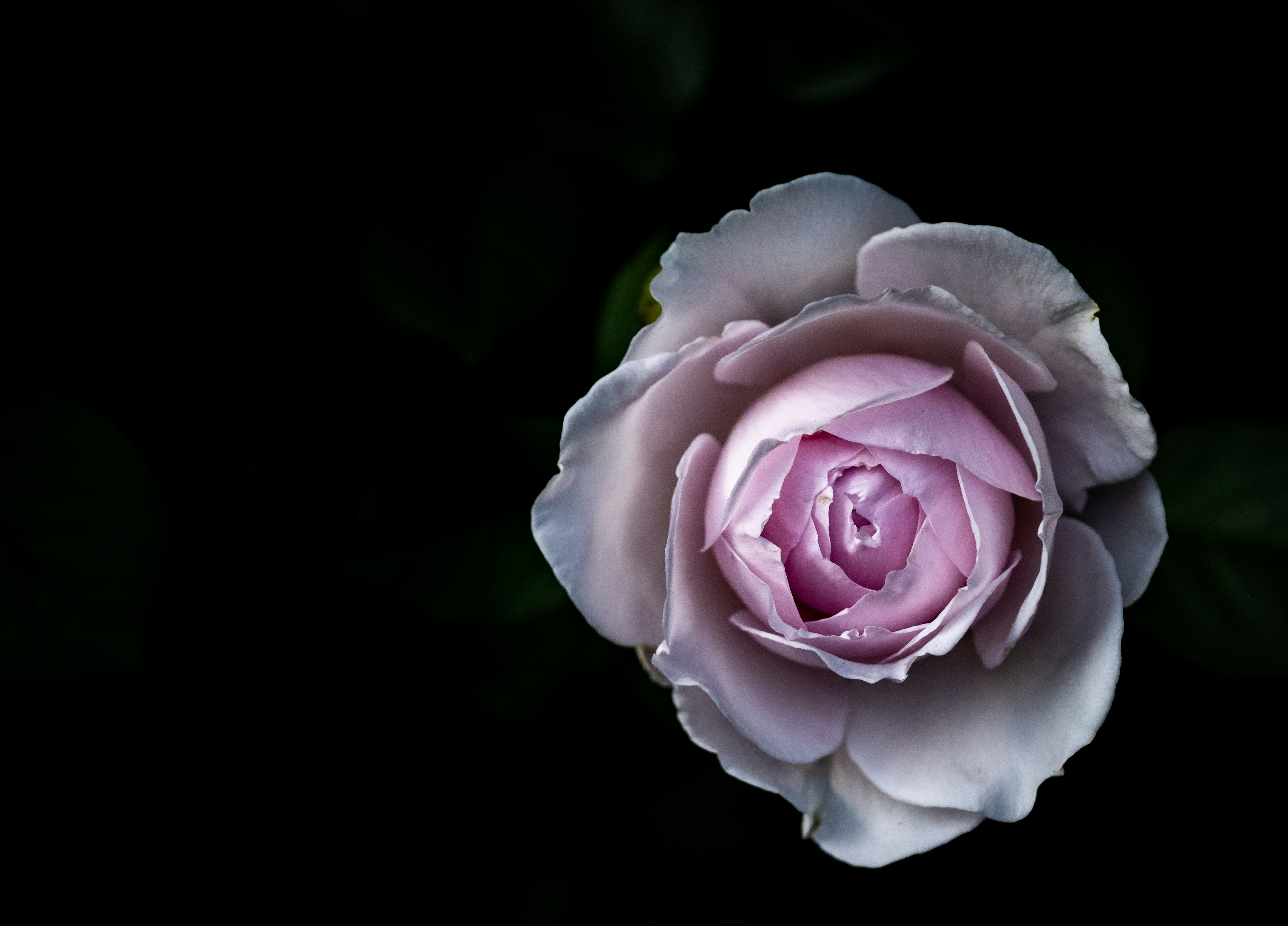 Un primer plano de una hermosa rosa morada.