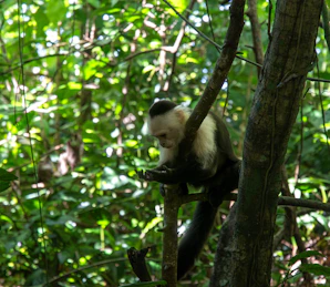A capuchin monkey is resting in a lush green tree