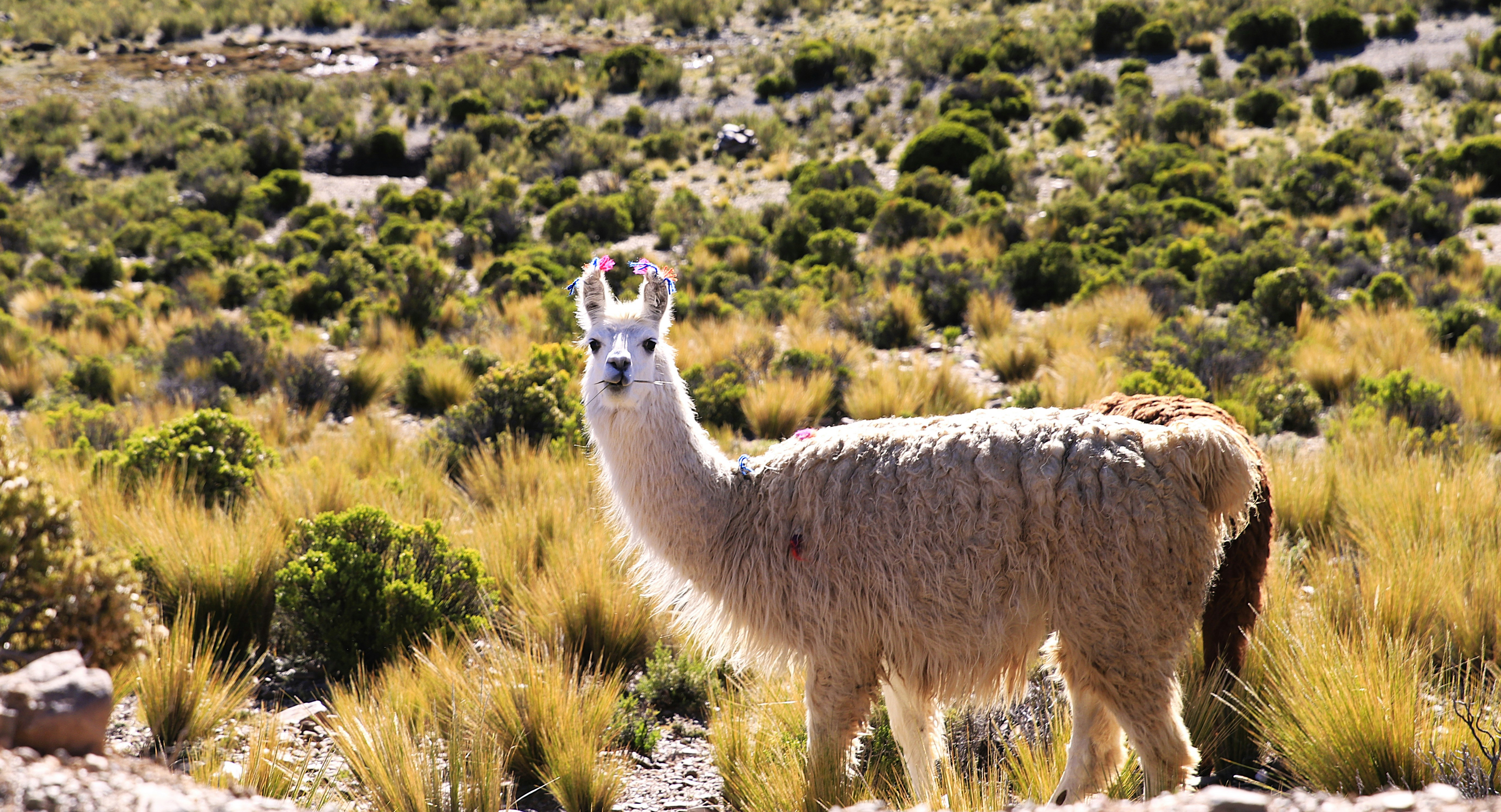 A llama stands proudly in a grassy field.