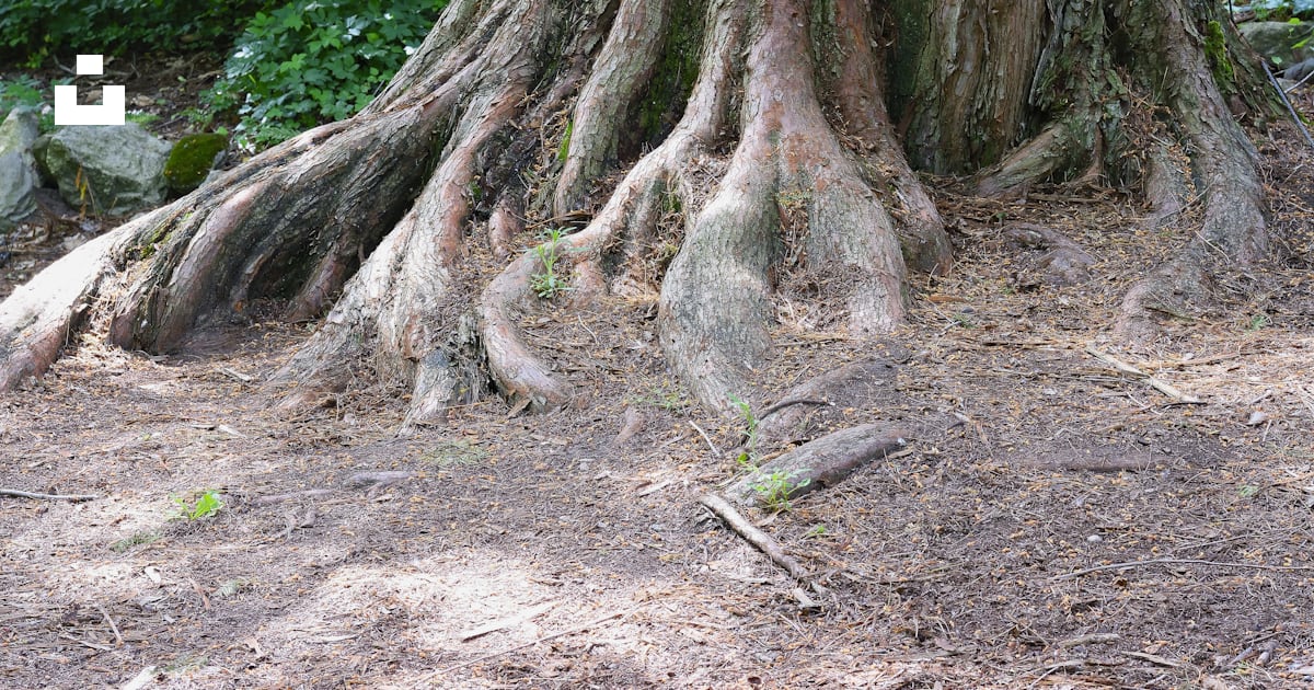 Tree roots spreading out from the thick trunk. photo – Free Trees Image ...