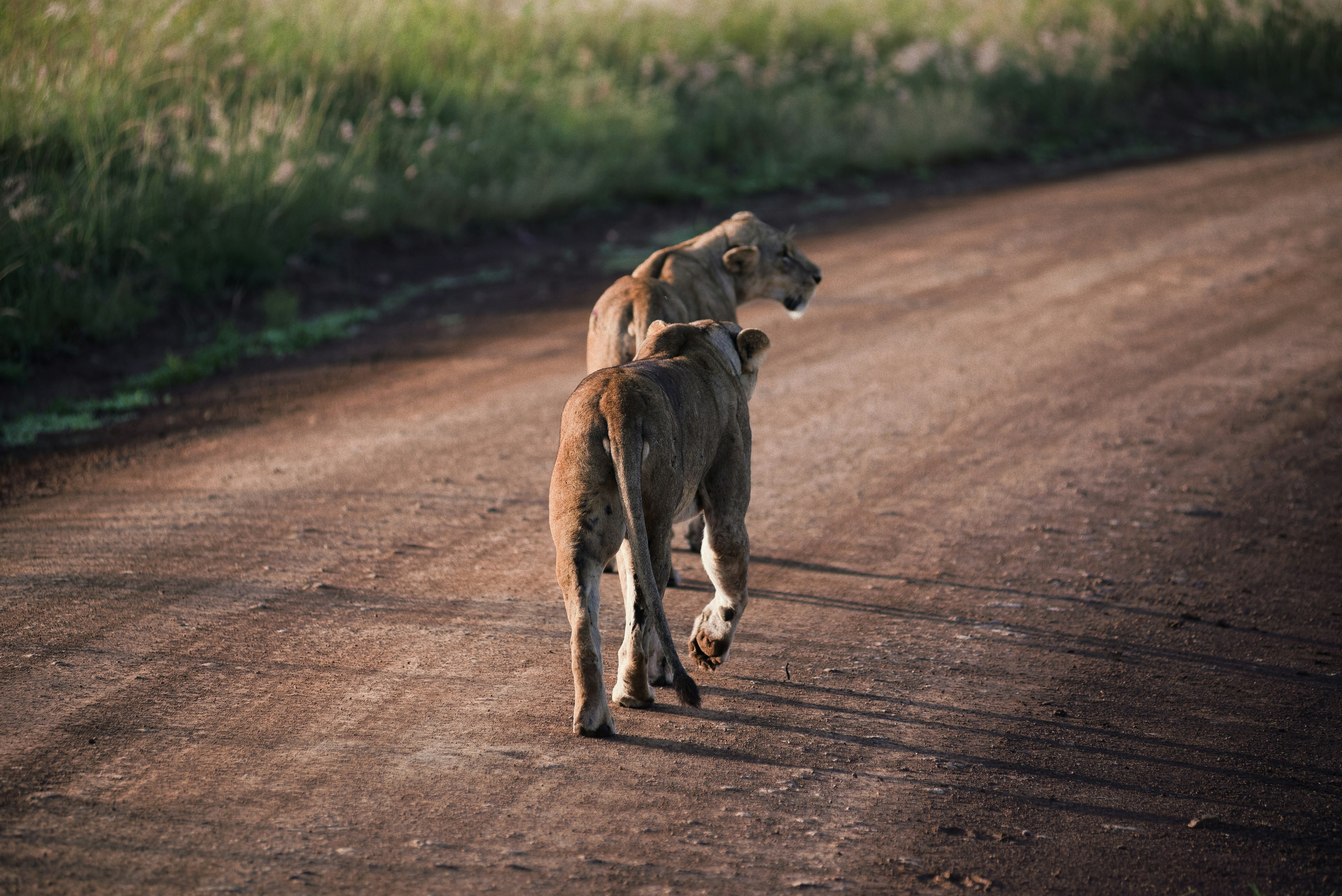 Two lions walk down a dusty path