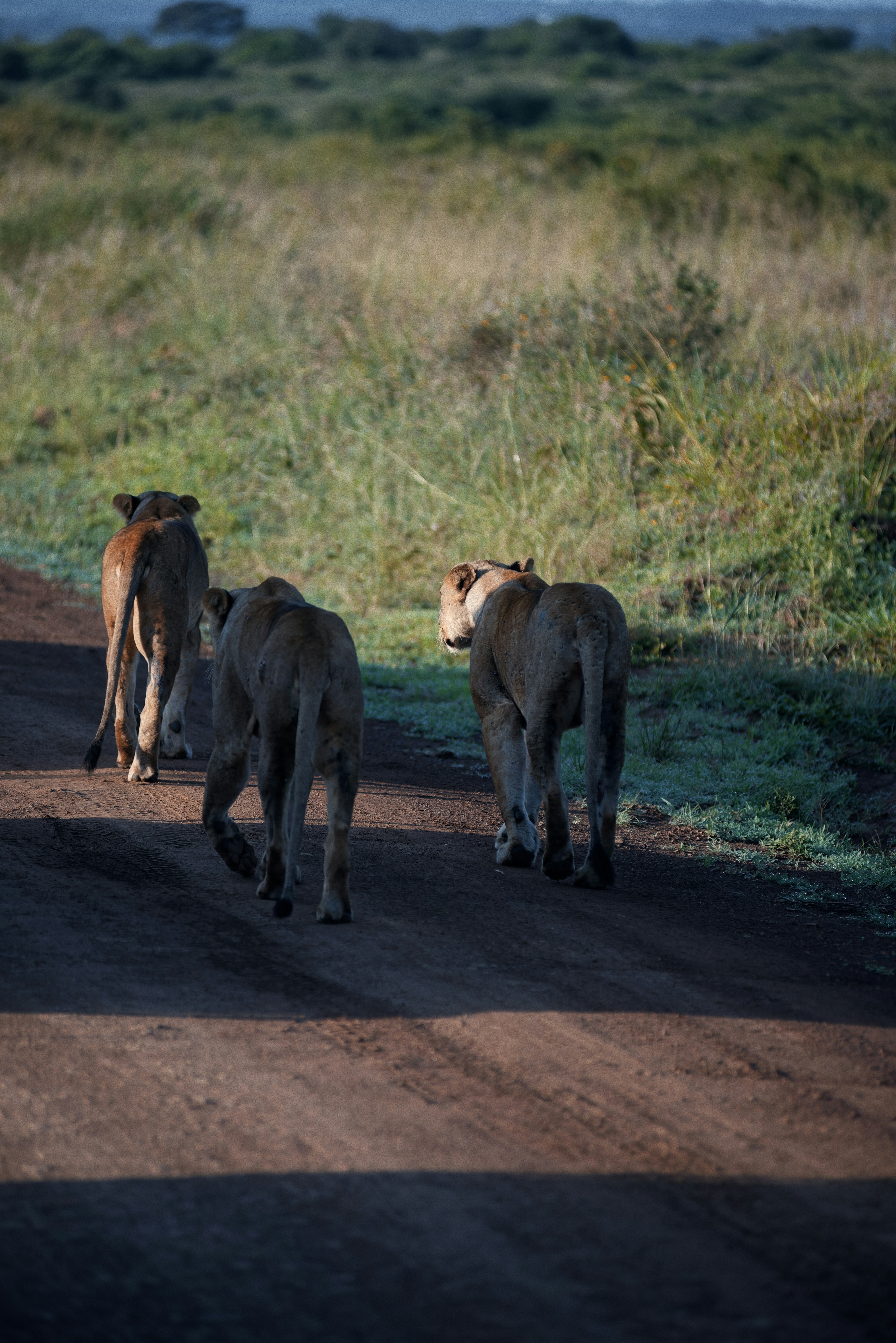 Lions walk down a dirt road in the savannah