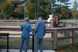 Two people observe llamas in an enclosure.