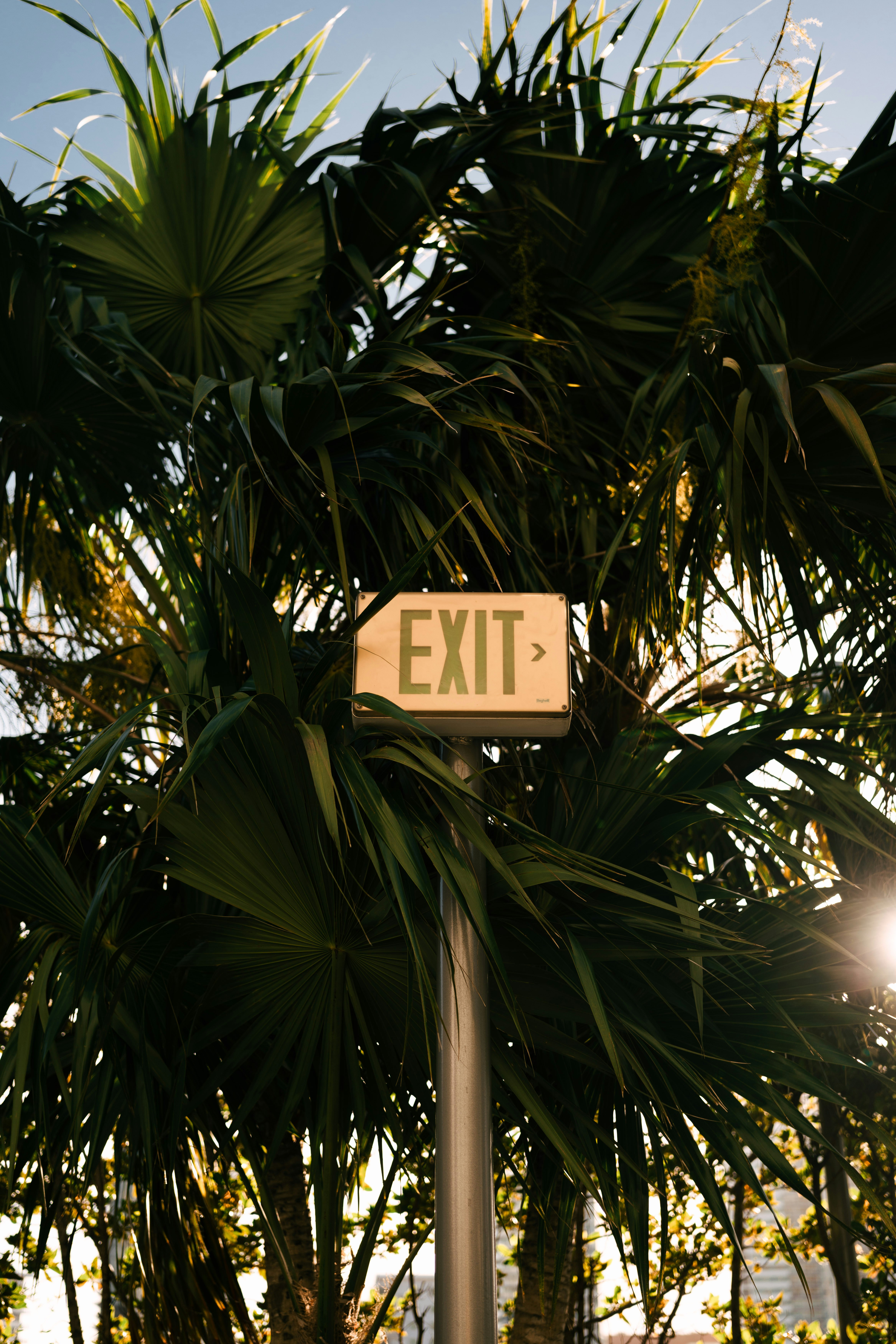 An exit sign is amidst lush green foliage.
