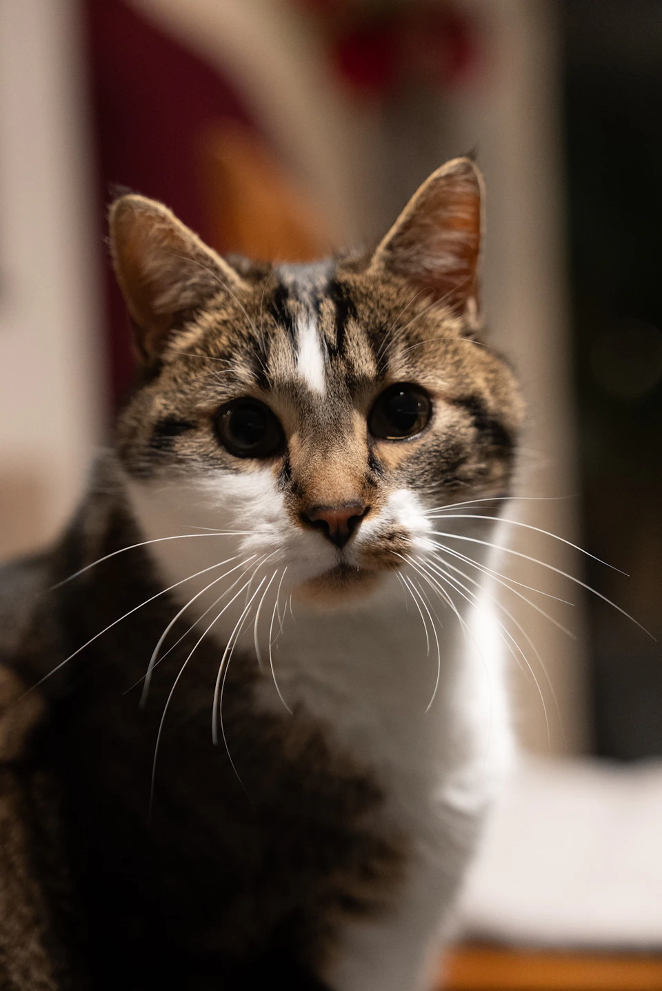 Brown and white cat sits on wooden surface, gazing straight at camera with curiosity