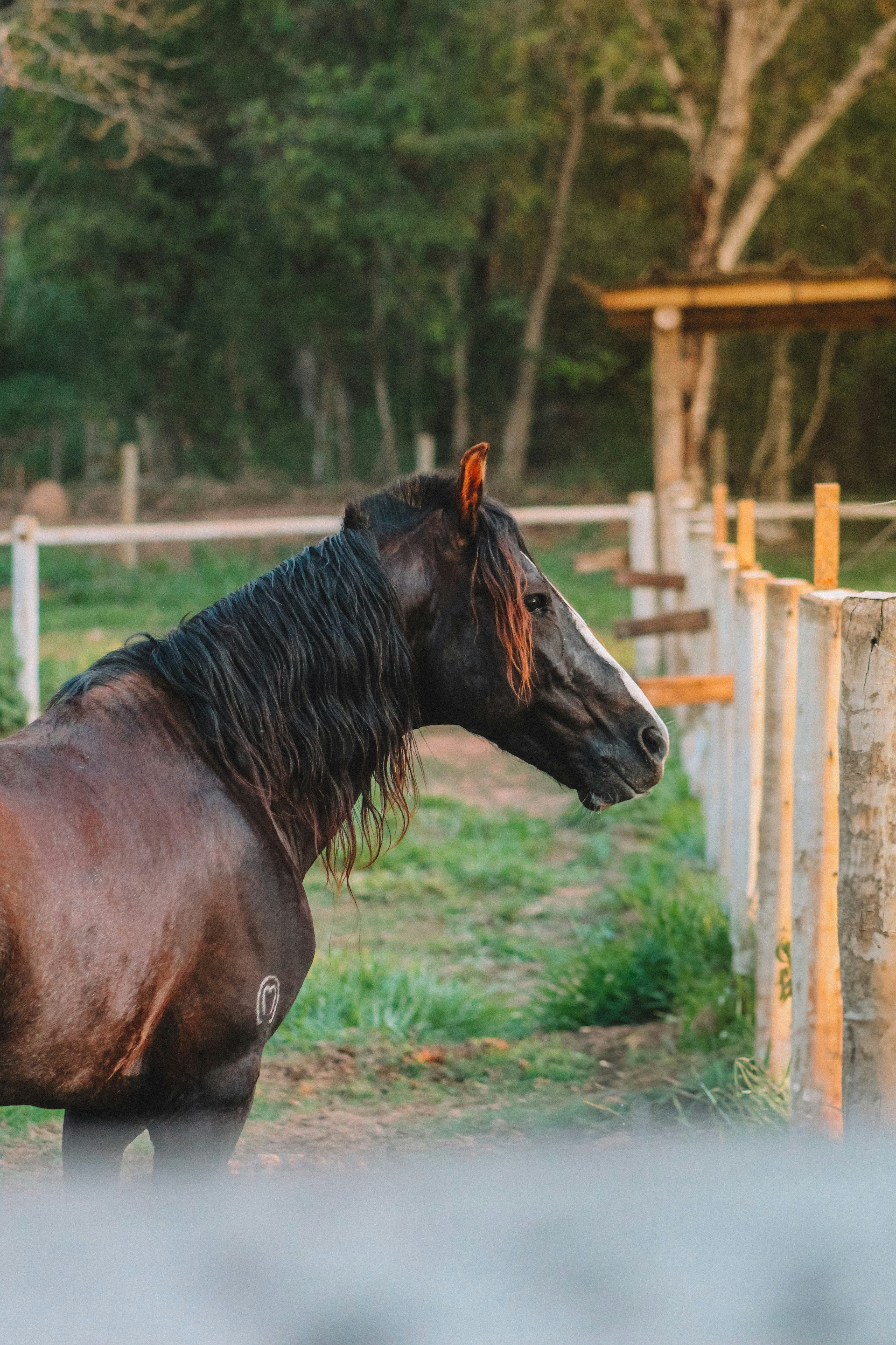 A dark horse stands by a fence.