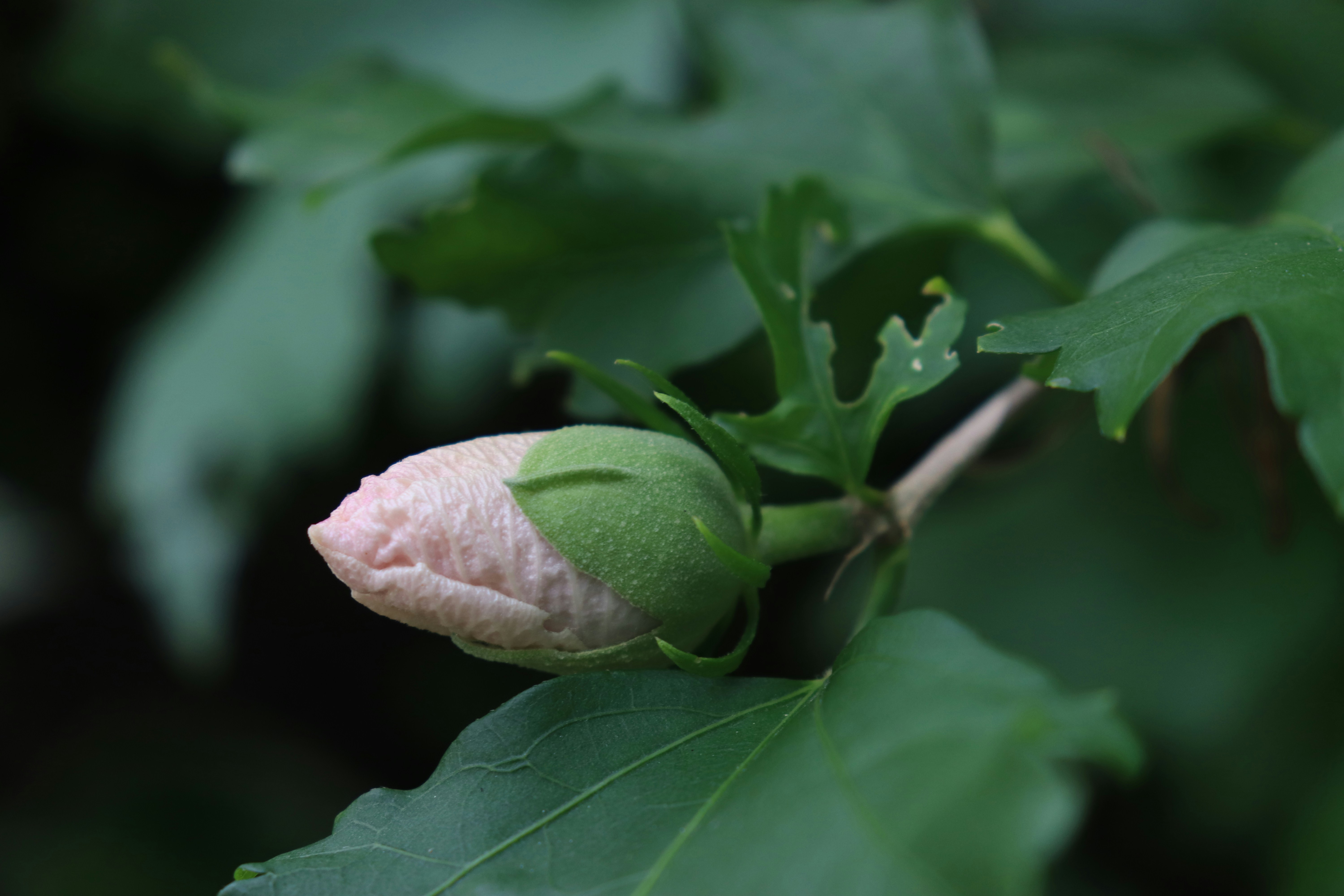 National Pistachio Day