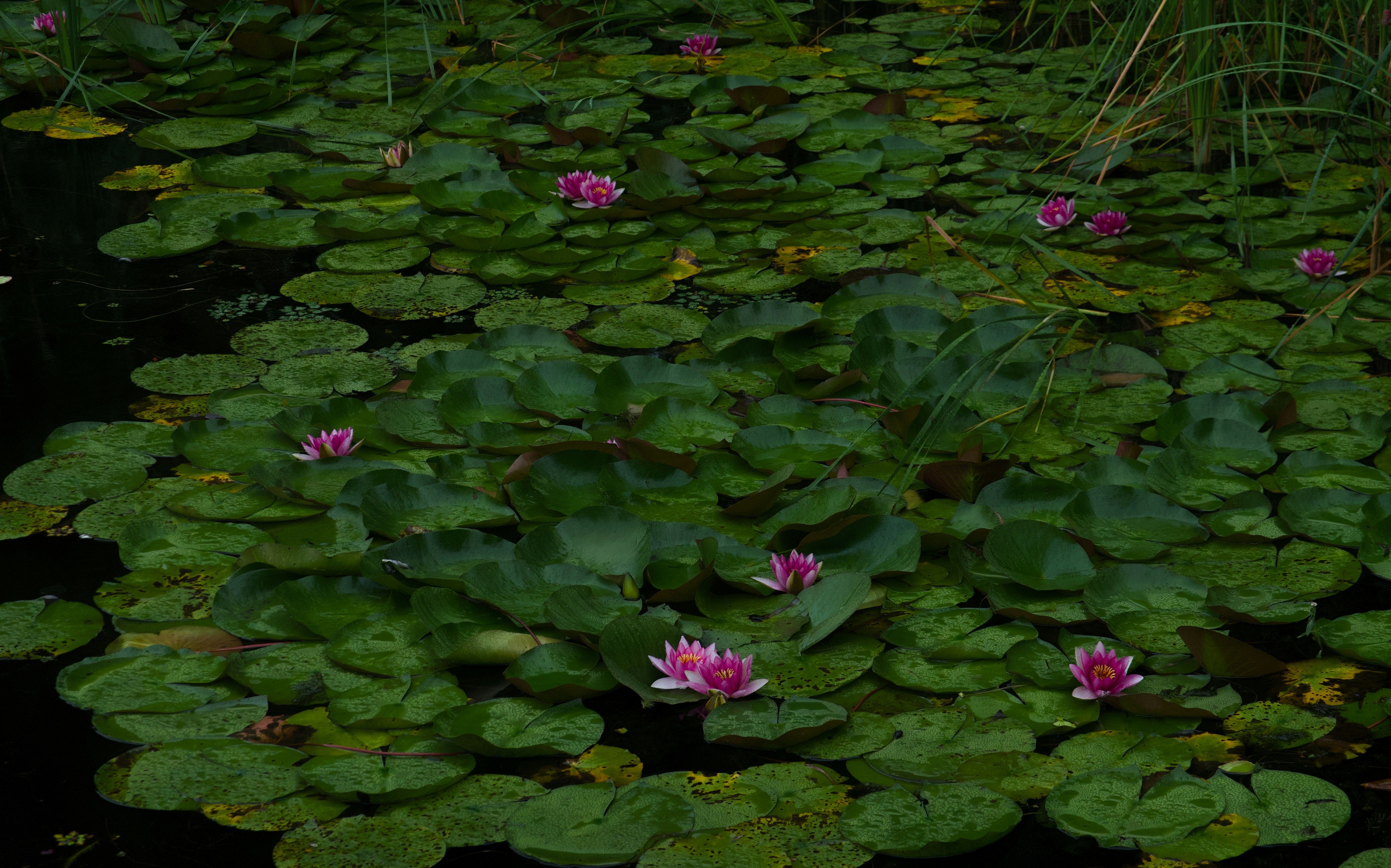 Photo by gabrielchen