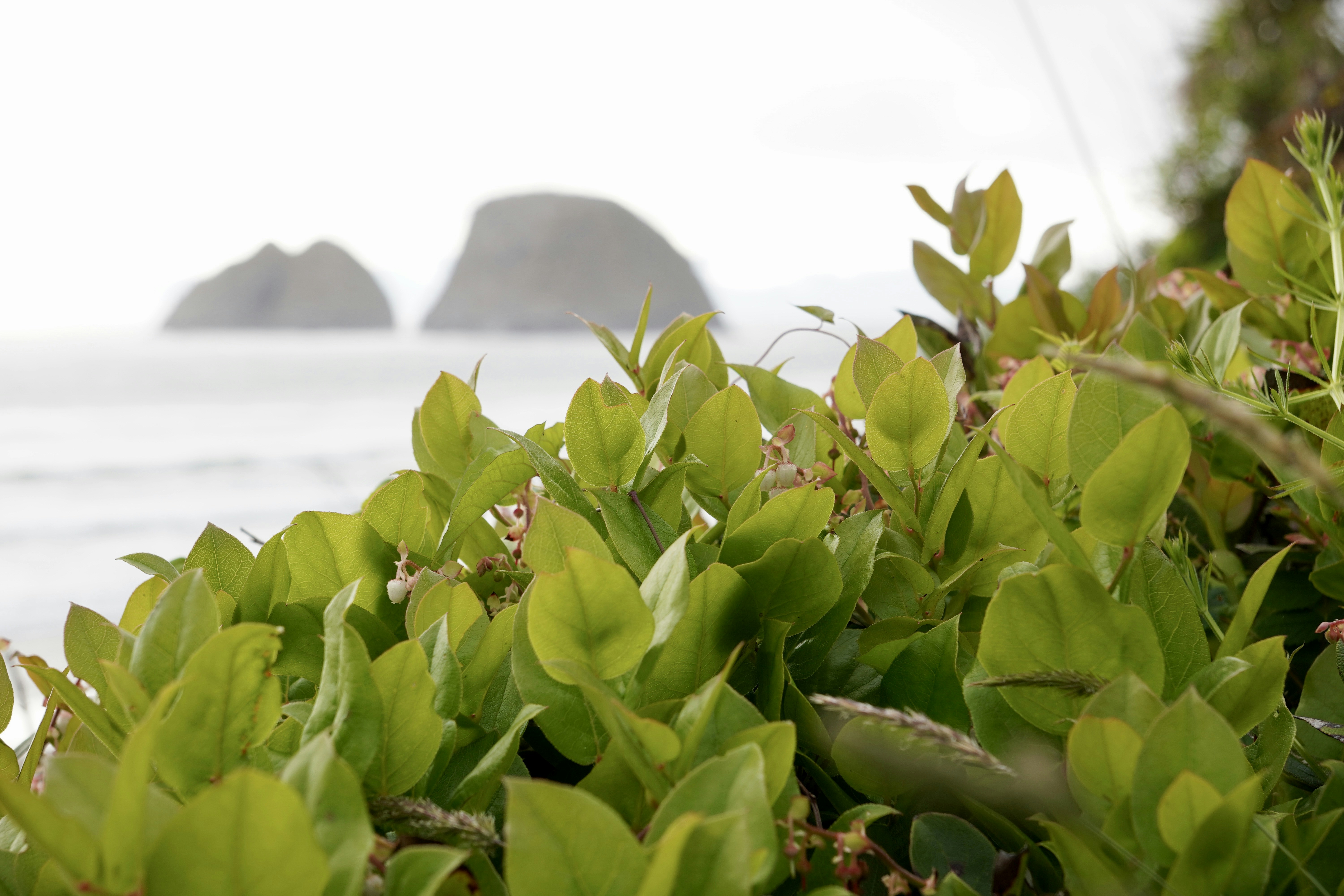 Your Seaweed Supplement Might Be Harming Coastal Ecosystems