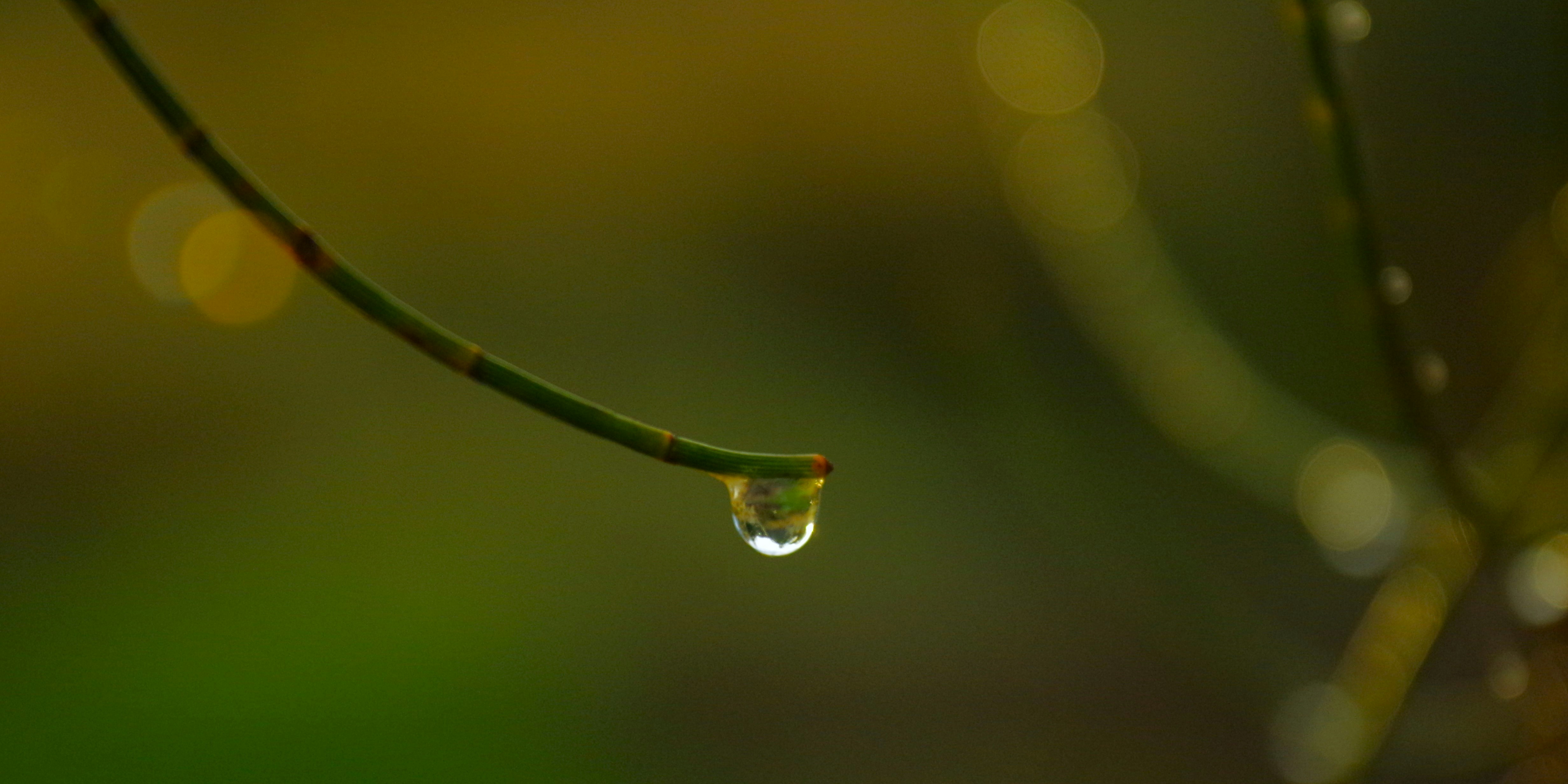 A water droplet hangs from a green stem.
