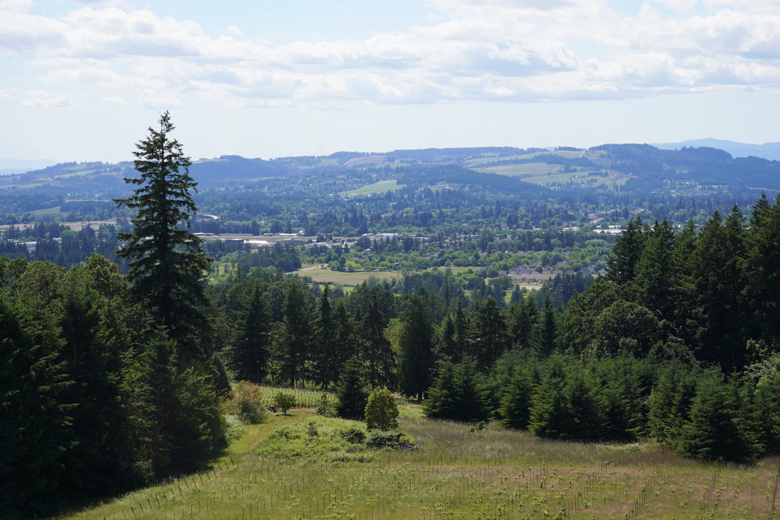 Willamette Valley vineyard landscape