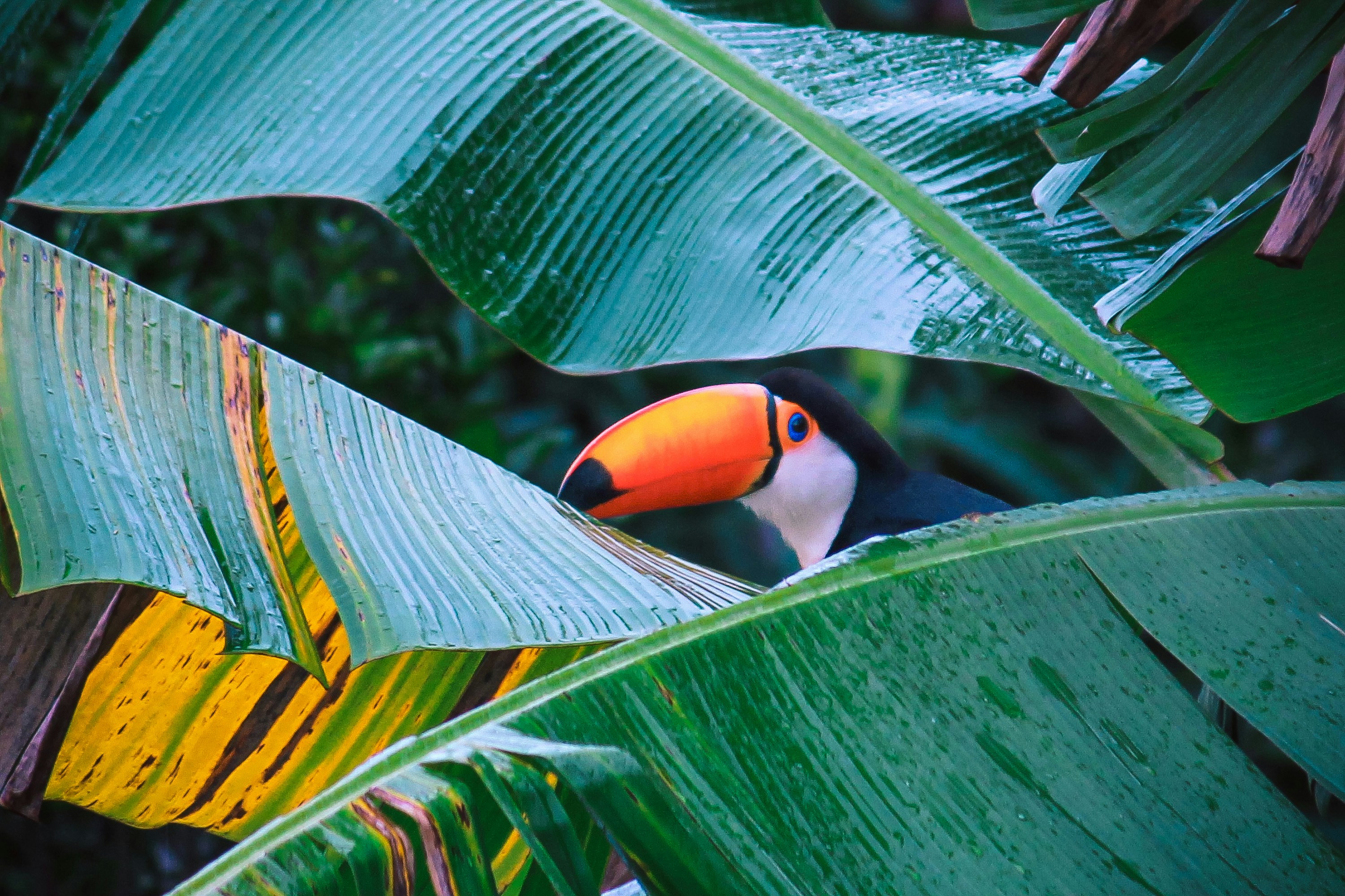 Um pássaro tucano espreita das folhas verdes.