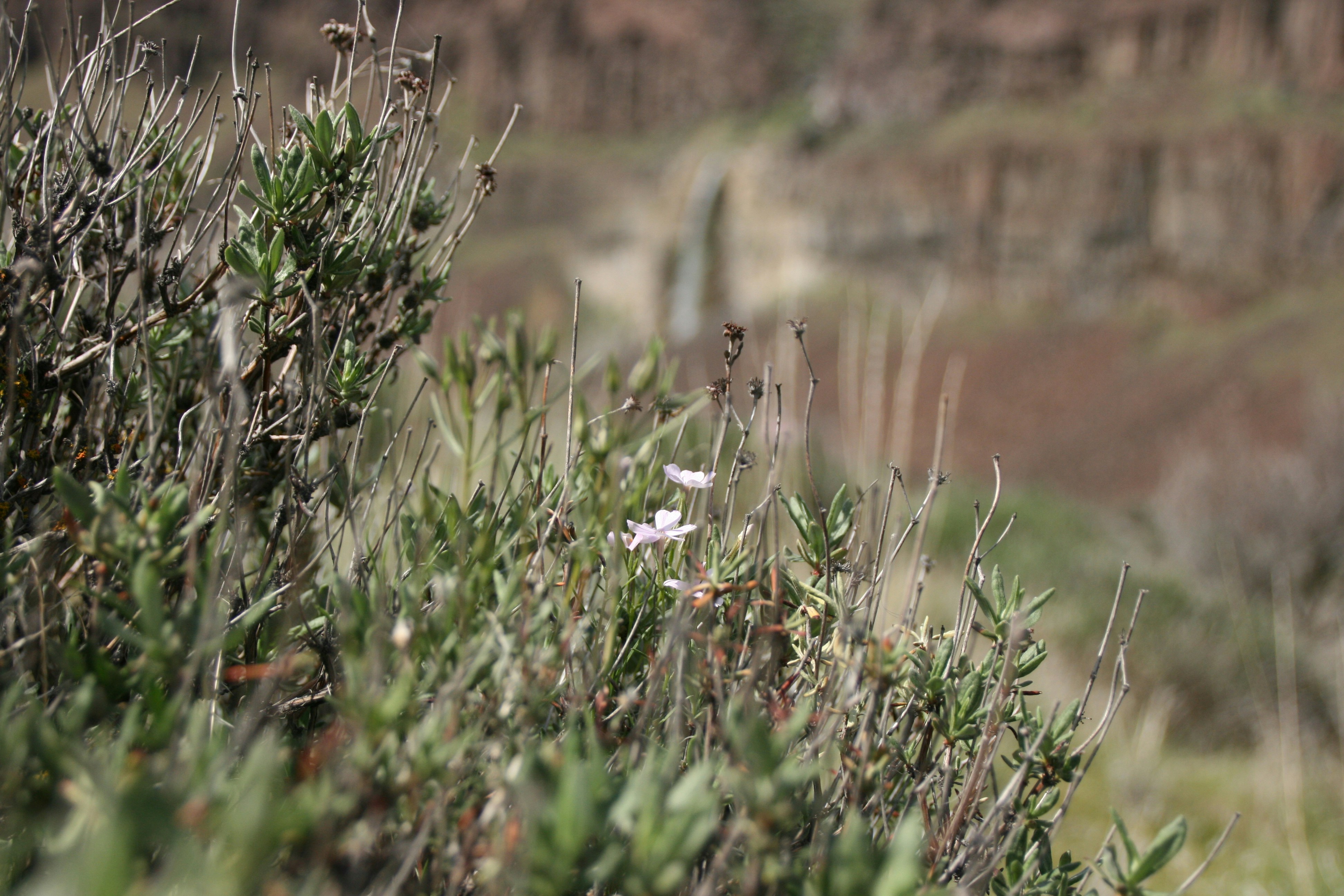 Plants bloom against a blurry canyon background.