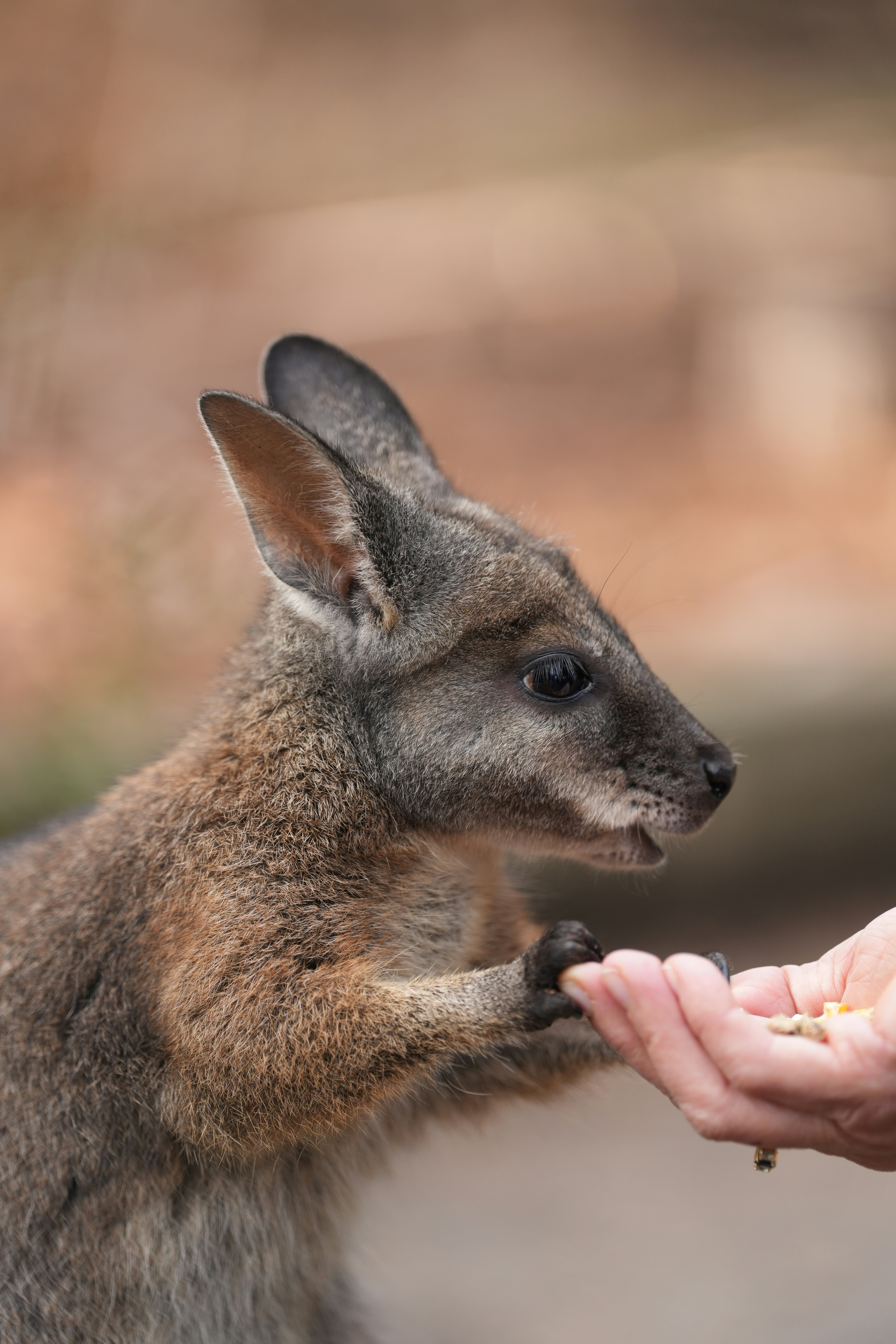 작은 아기 캥거루를 손에 들고 있는 사람 사진 – Unsplash의 무료 귀여운 이미지, image size:3000x4500