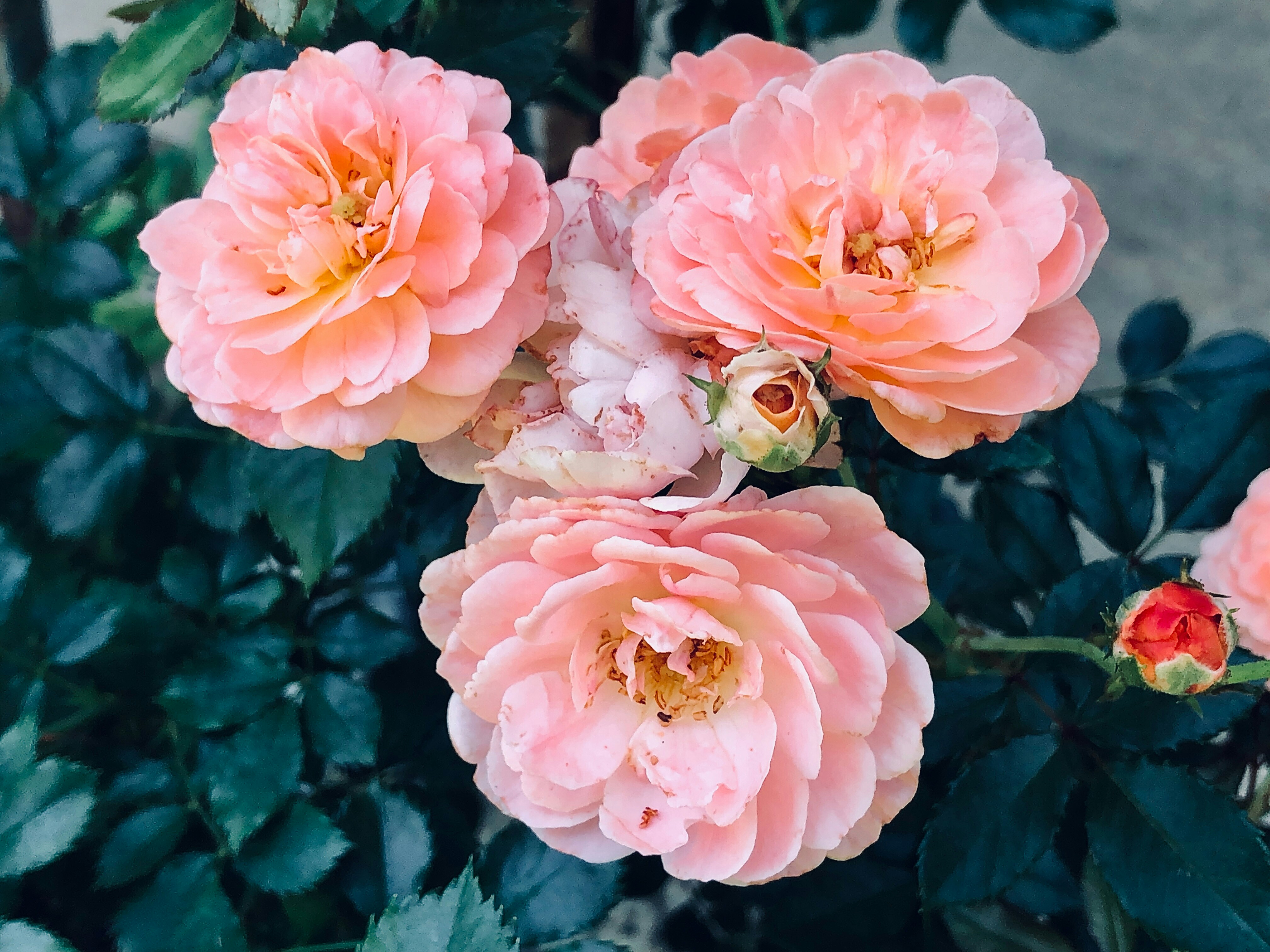 Photo by kristalys75