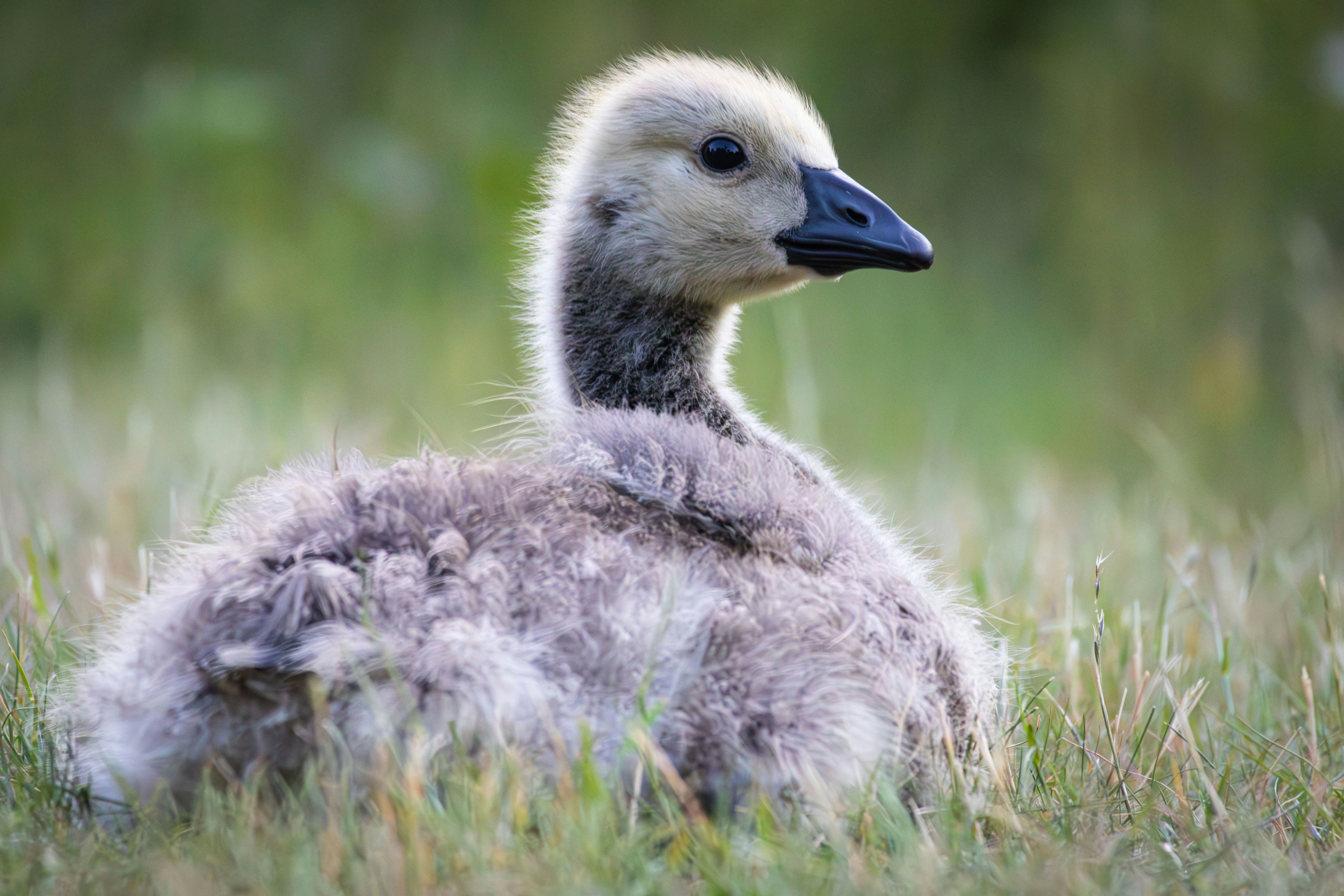 Photo by kennyvrphotography