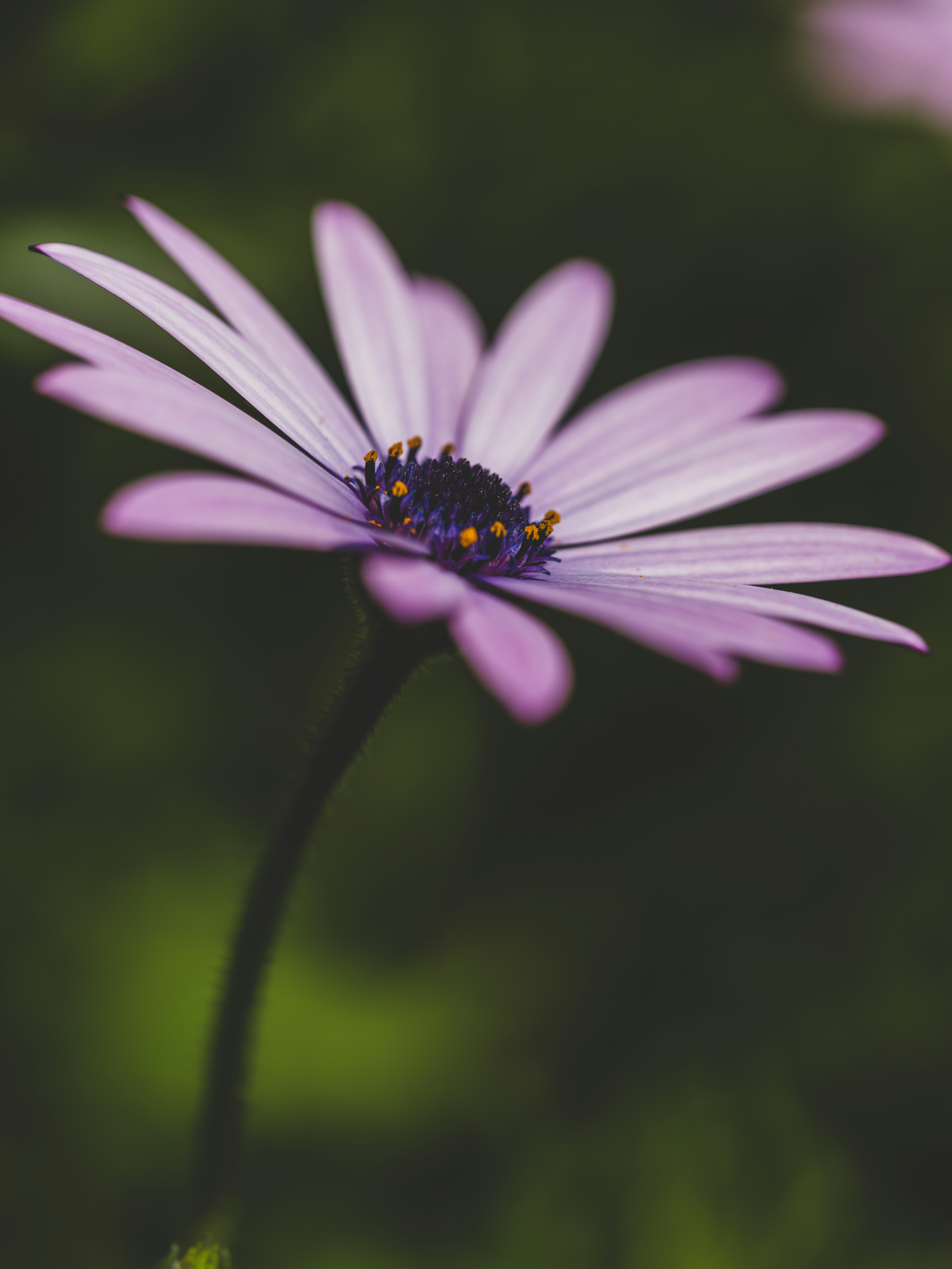 Photo by enginakyurt