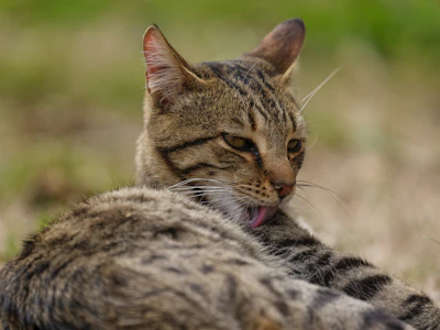 A tabby cat is grooming itself.