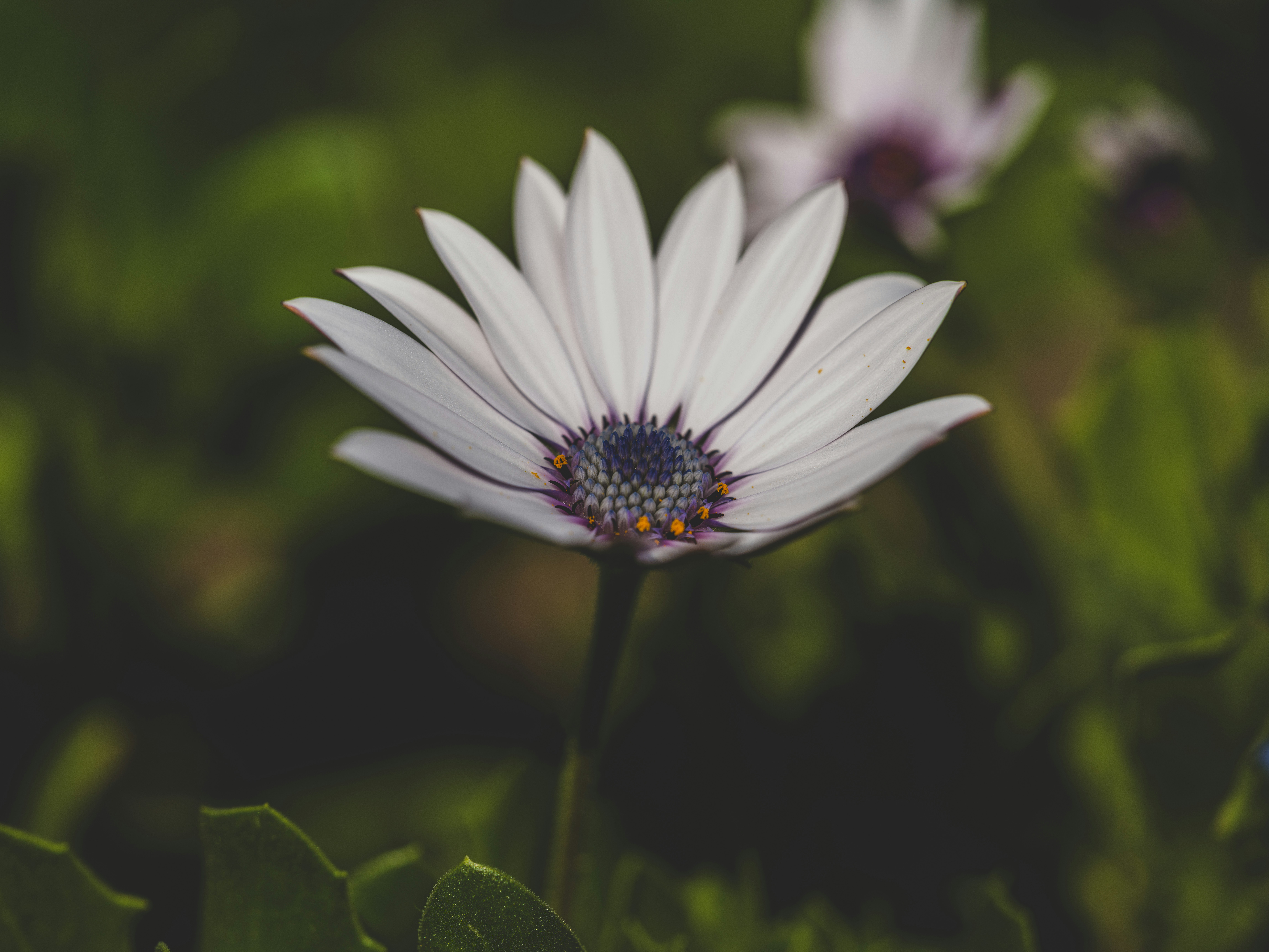 Photo by enginakyurt